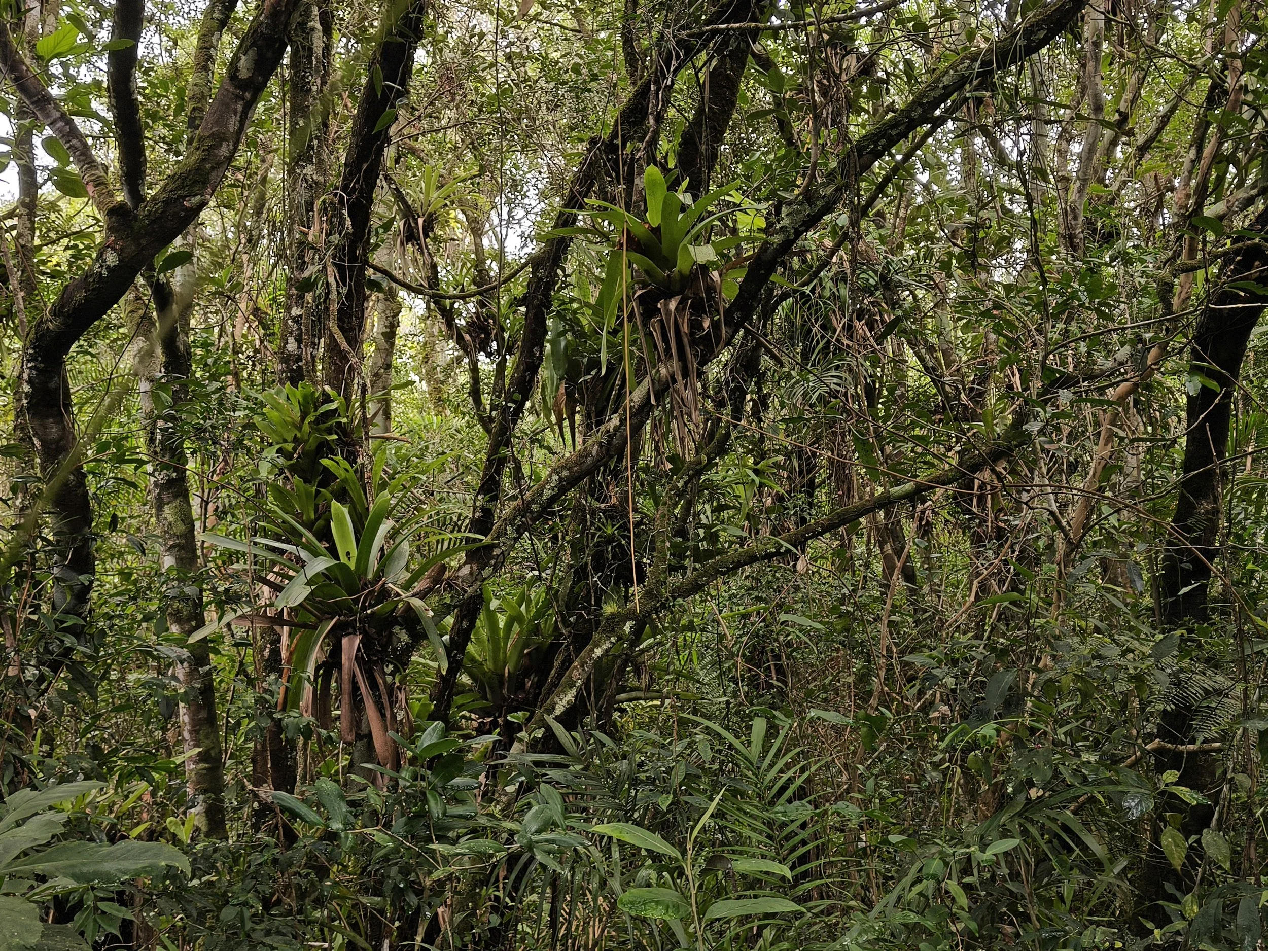 Superagüi National Park