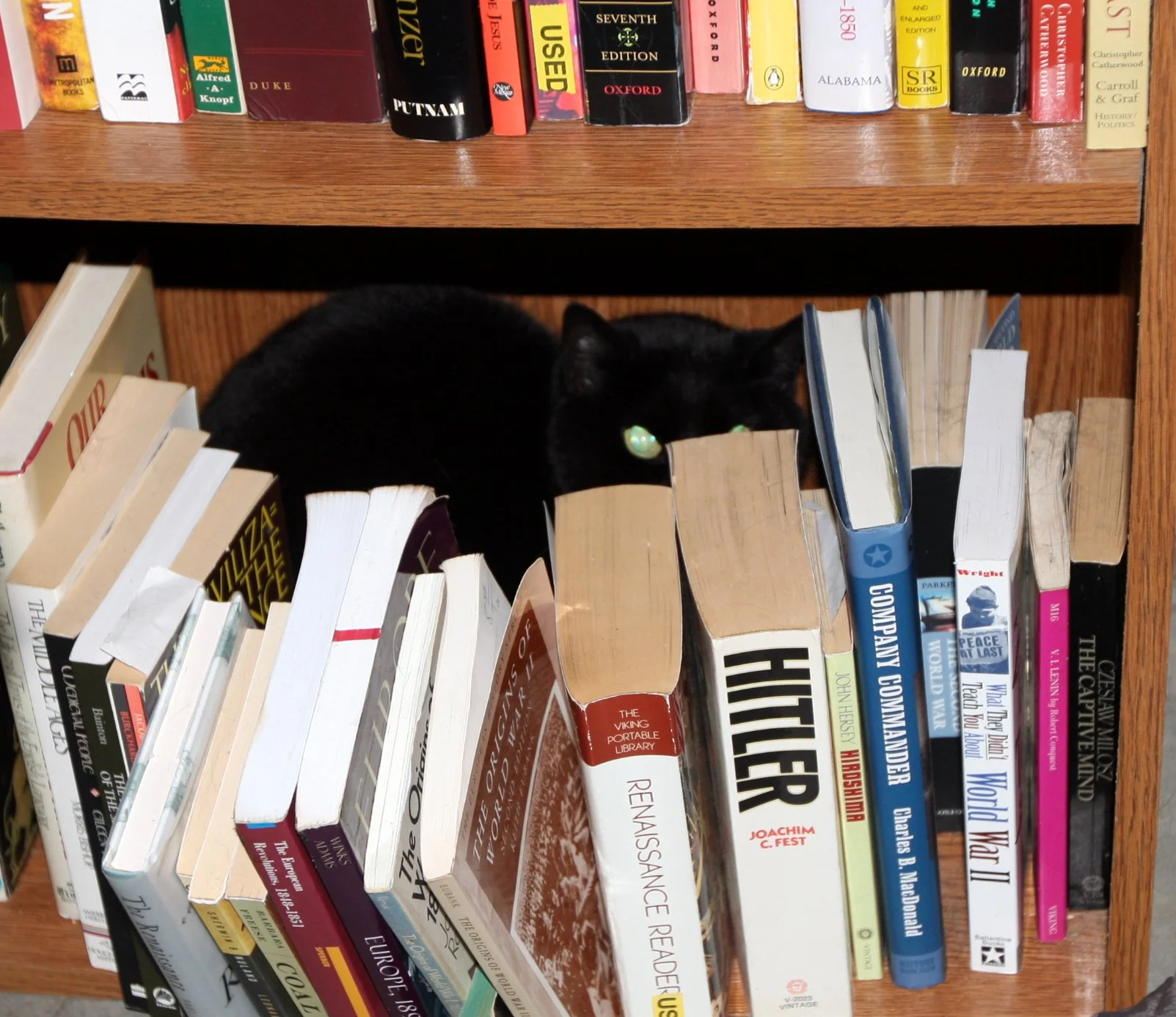 2010-3-28 LIEN THE CRAZY CAT AT LARRY'S IN ARCATA (2).JPG