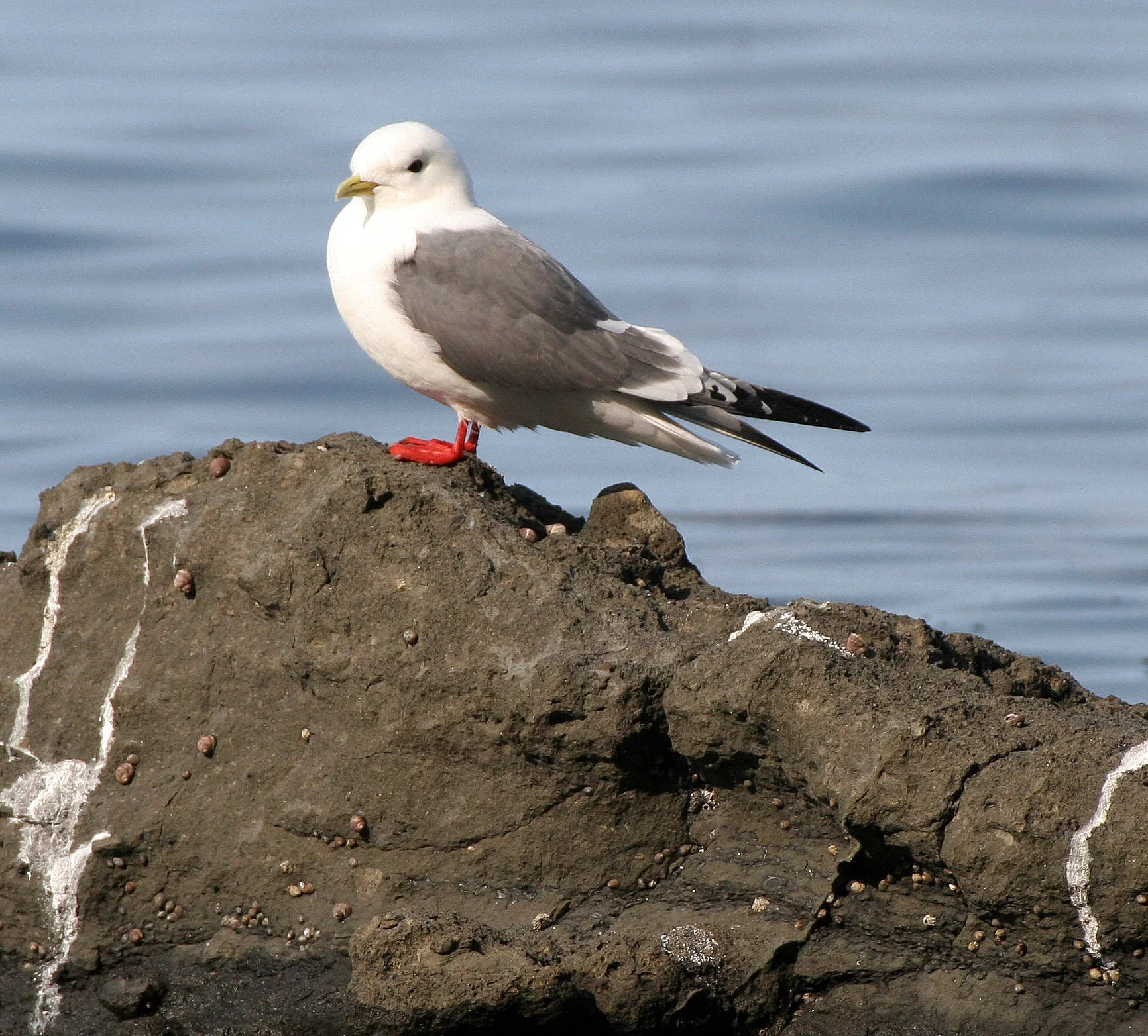 BIRD - KITTIWAKE - RED-LEGGED - COMMANDERS (13).jpg