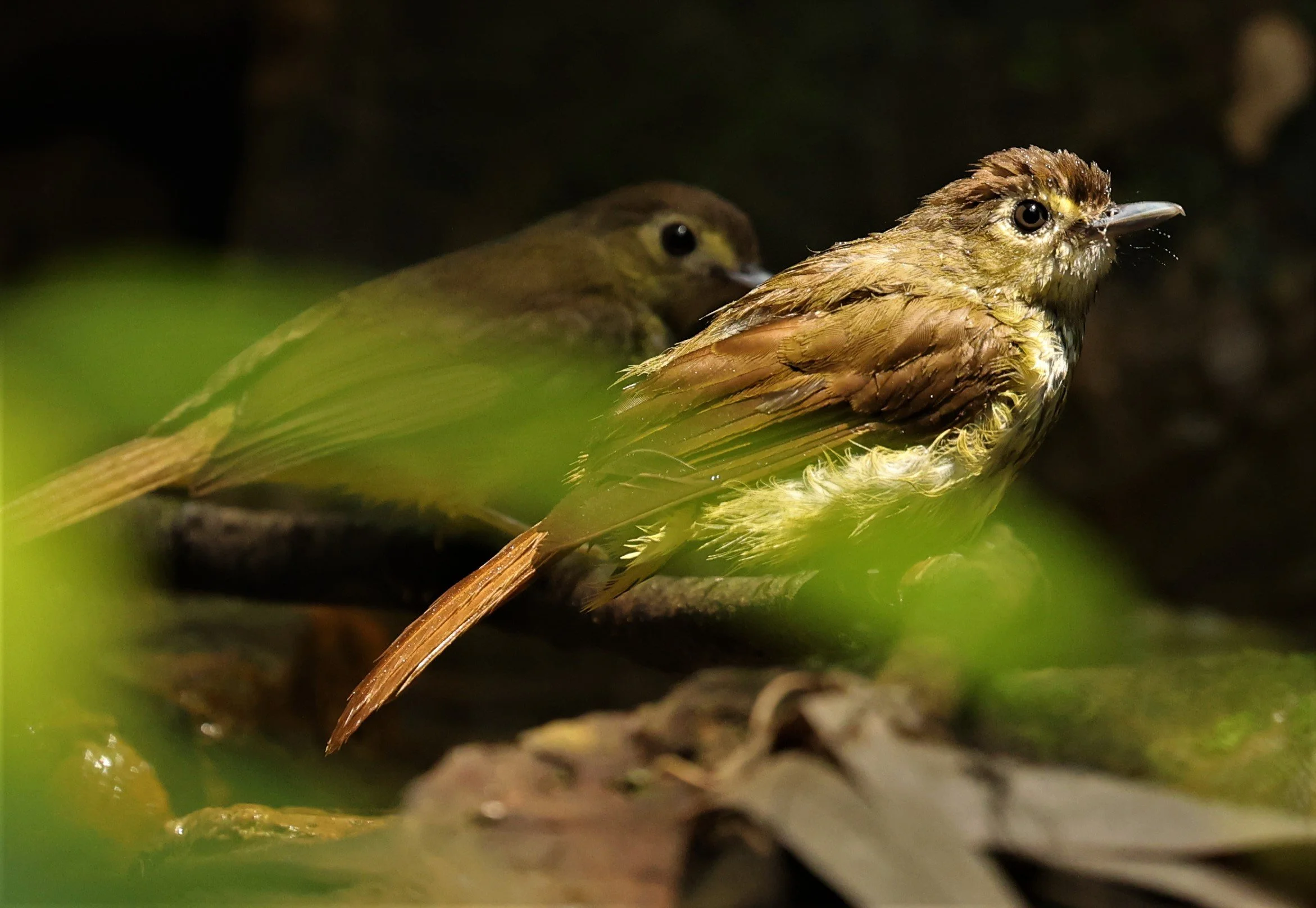 BULBUL - HAIRY-BACKED BULBUL - Tricholestes criniger - KRUNG CHING, KHAO LUANG NP NST, APRIL 2022 (39).jpg