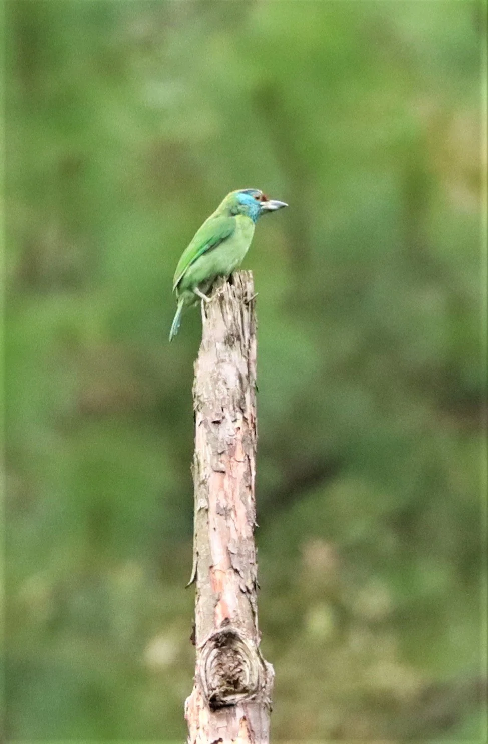 BARBET - BLUE-THROATED BARBET - Megalaima asiatica - DOI INTHANON JULY 2 2021 (2).jpg