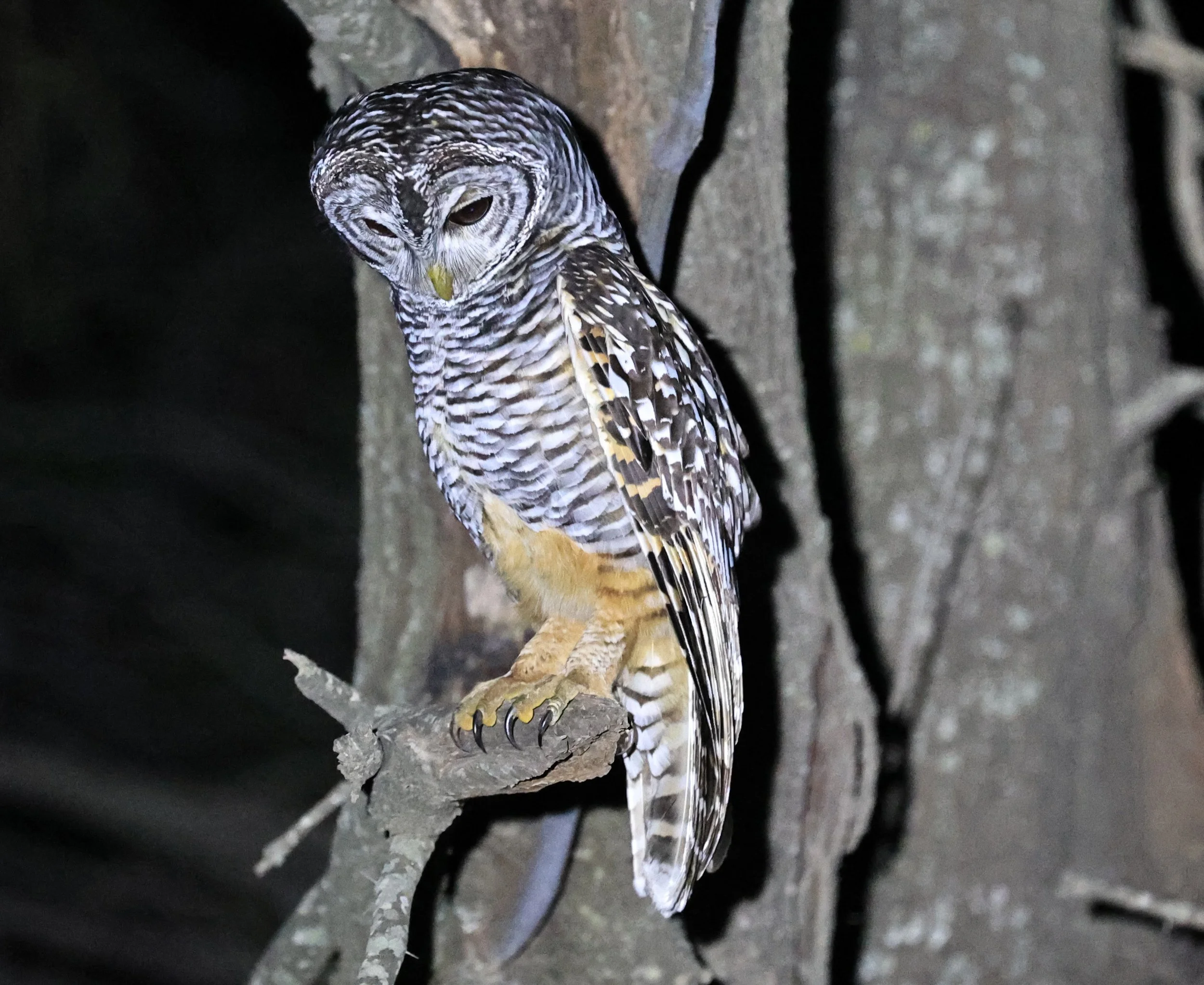 Chaco Owl (Strix chacoensis) Estancia Campo'í Paraguay (67).jpg