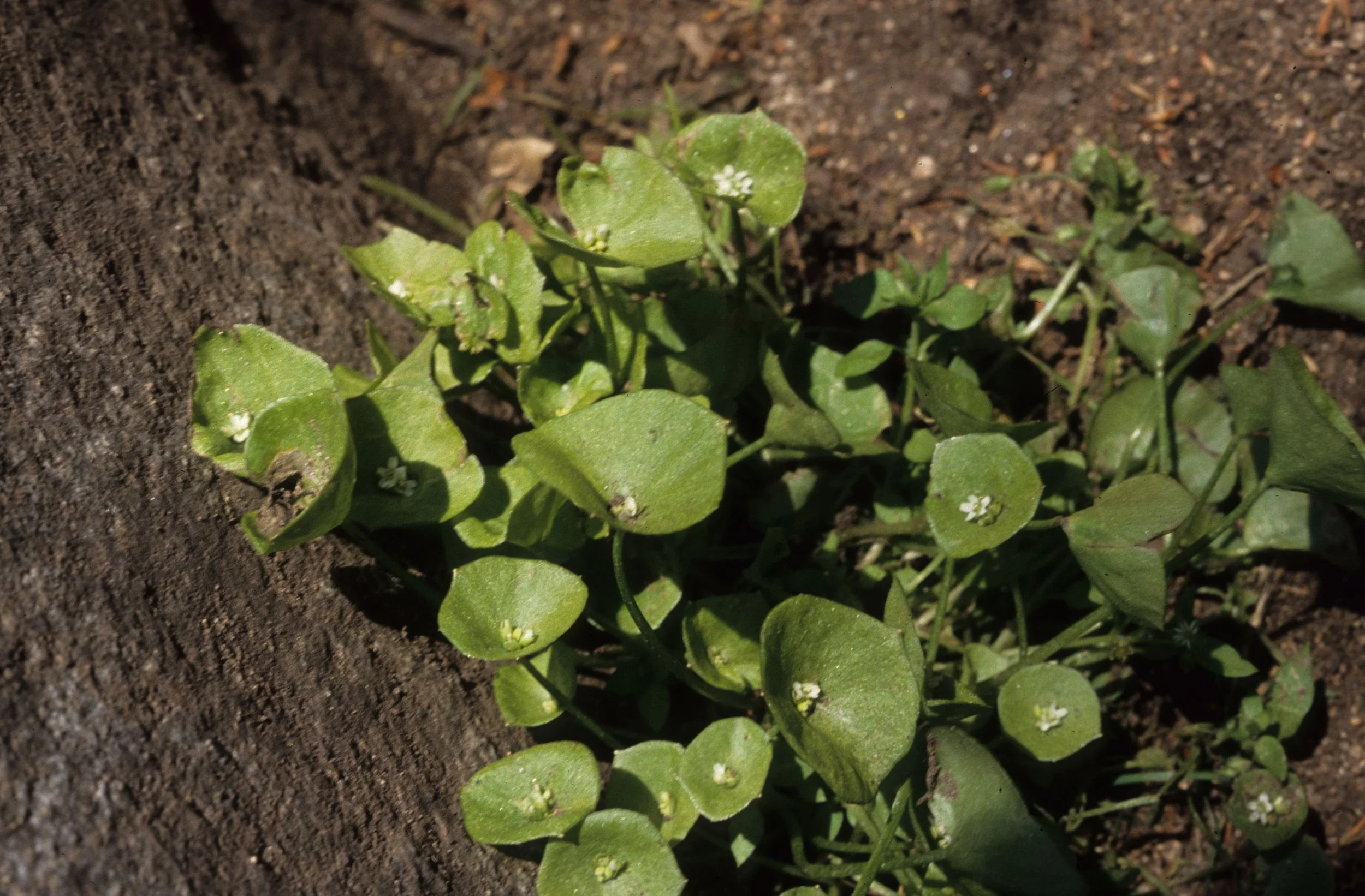 AMERICAN RIVER - MONTIA PERFOLIATA - MINERS LETTUCE.jpg