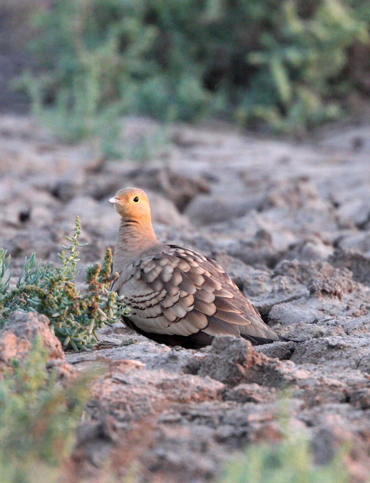 Chestnut-bellied Sandgrouse (Pterocles exustus) Little Rann of Kutch India (7).JPG