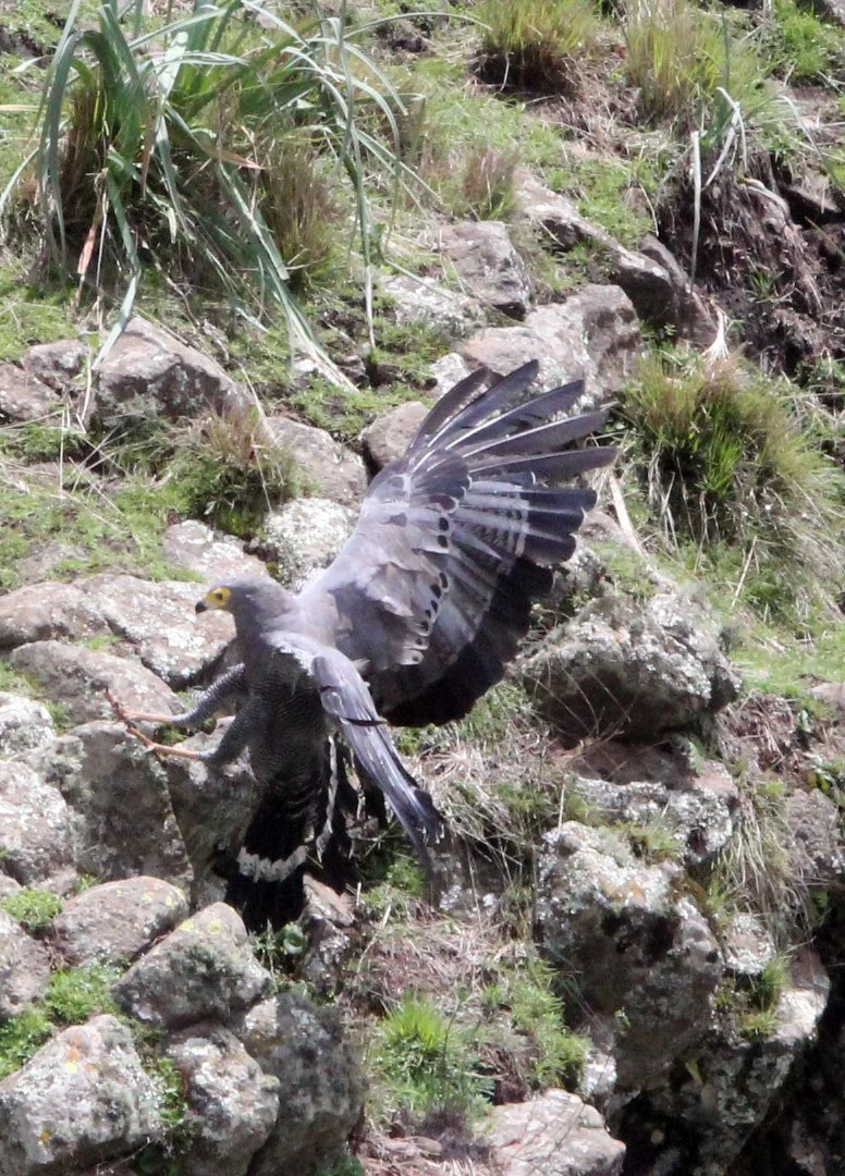 Polyboroides typus - AFRICAN HARRIER-HAWK - BALE MOUNTAINS NATIONAL PARK ETHIOPIA (11).JPG