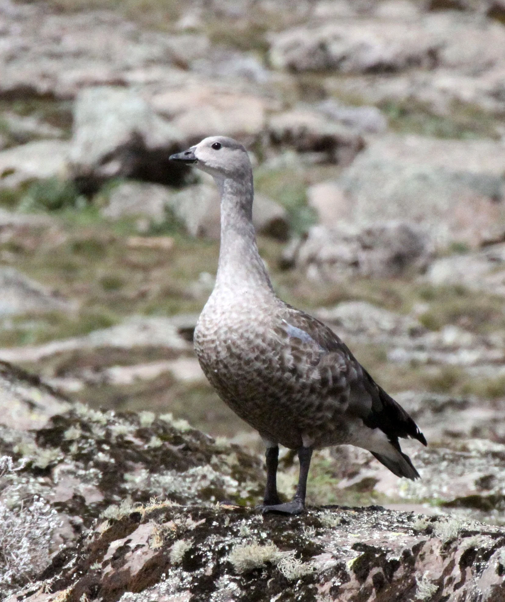 GOOSE - BLUE-WINGED GOOSE - Cyanochen cyanoptera - BALE MOUNTAINS NATIONAL PARK ETHIOPIA (14).JPG
