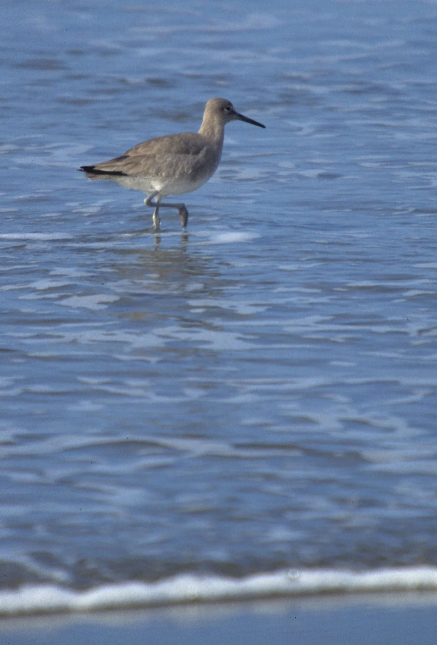 BIRD - WILLET - POINT REYES A.jpg