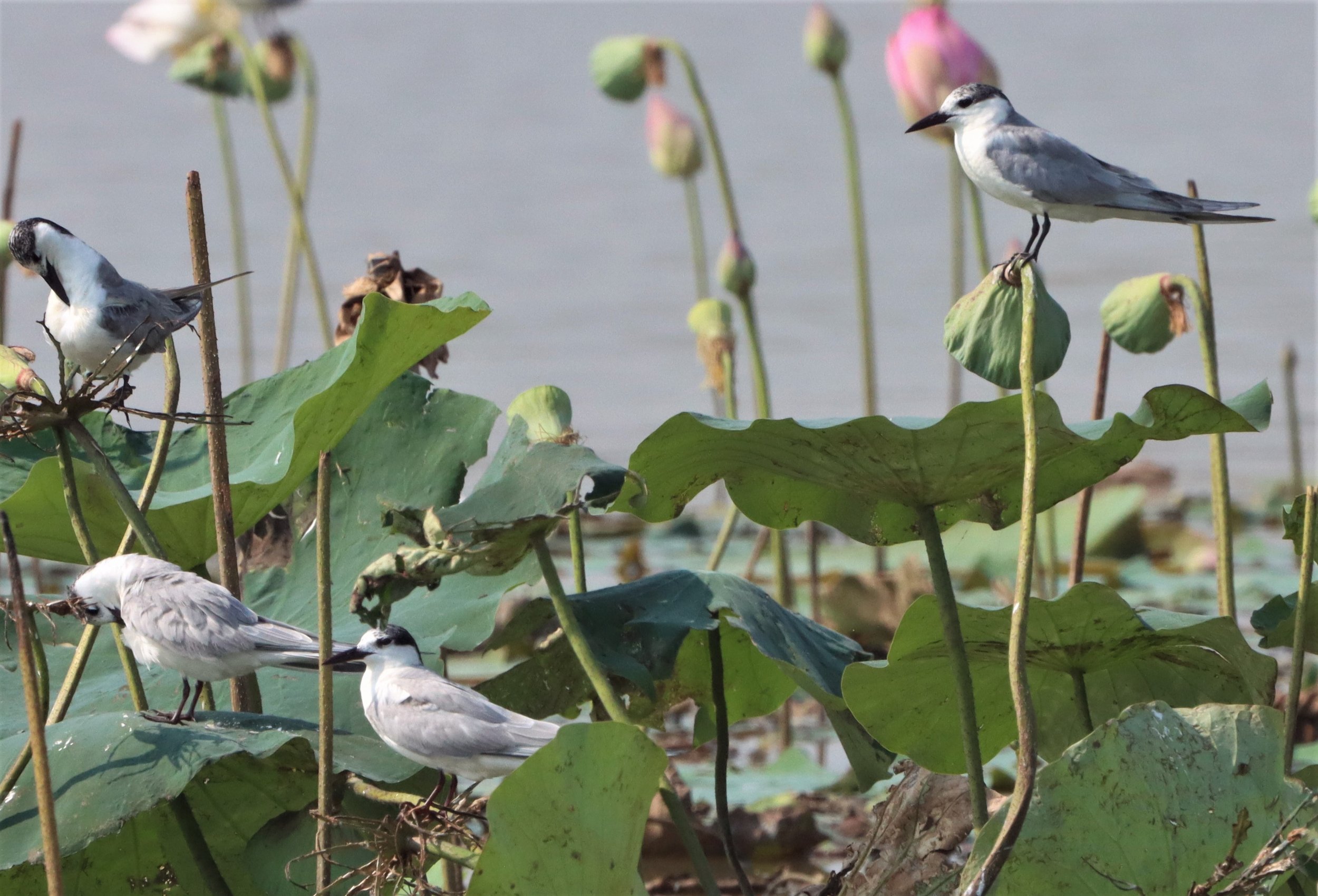 TERN - WHISKERED TERN - Chlidonias hybridus - BUENG BORAPHET (7).jpg