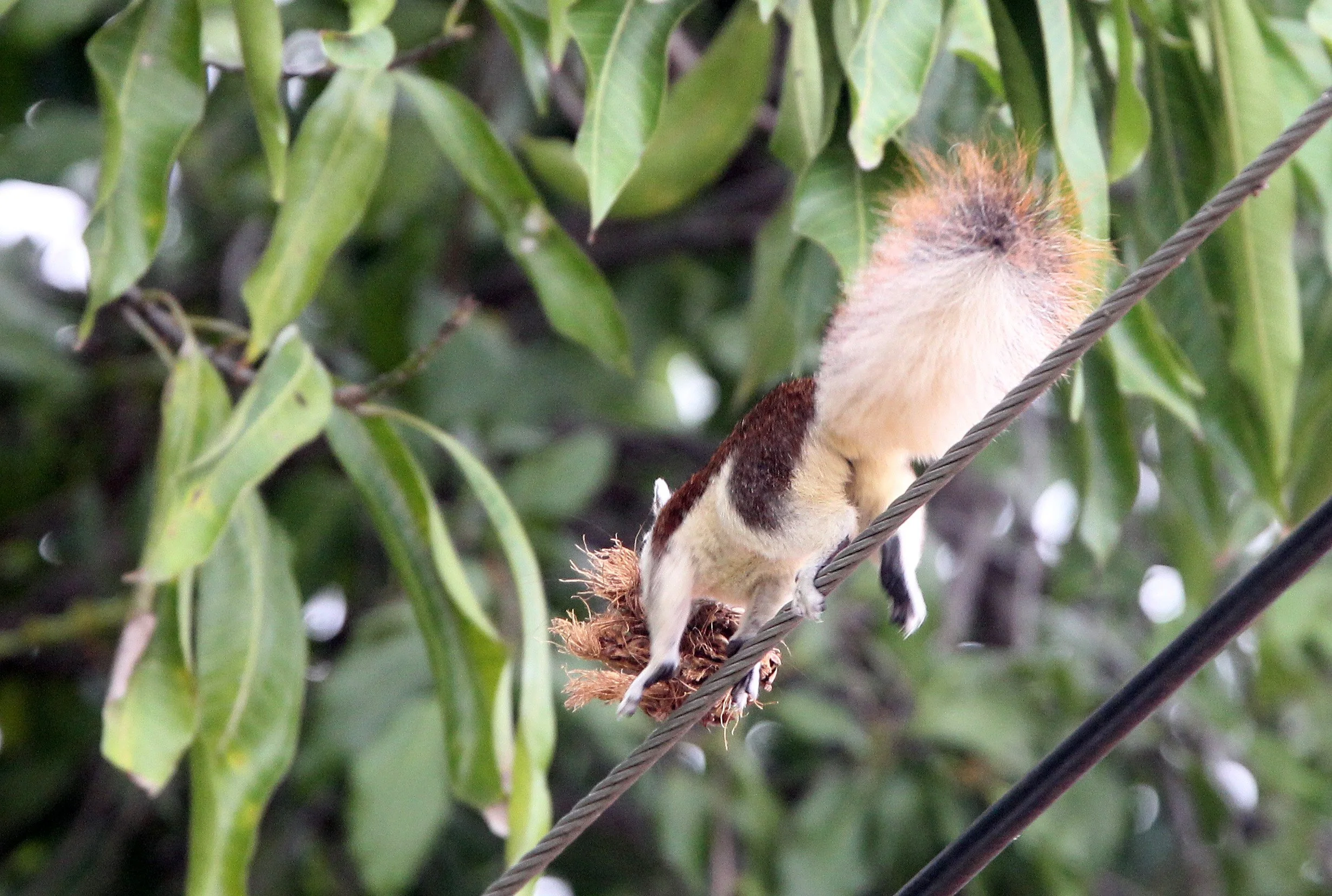 2013 Ayutthaya ISB Passion Day (8).JPG