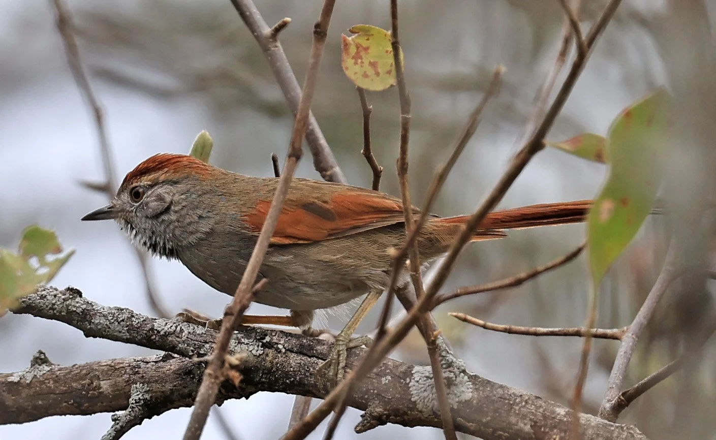 Sooty-fronted Spinetail (Synallaxis frontalis) La Patria Sideroads Paraguay (2).jpg
