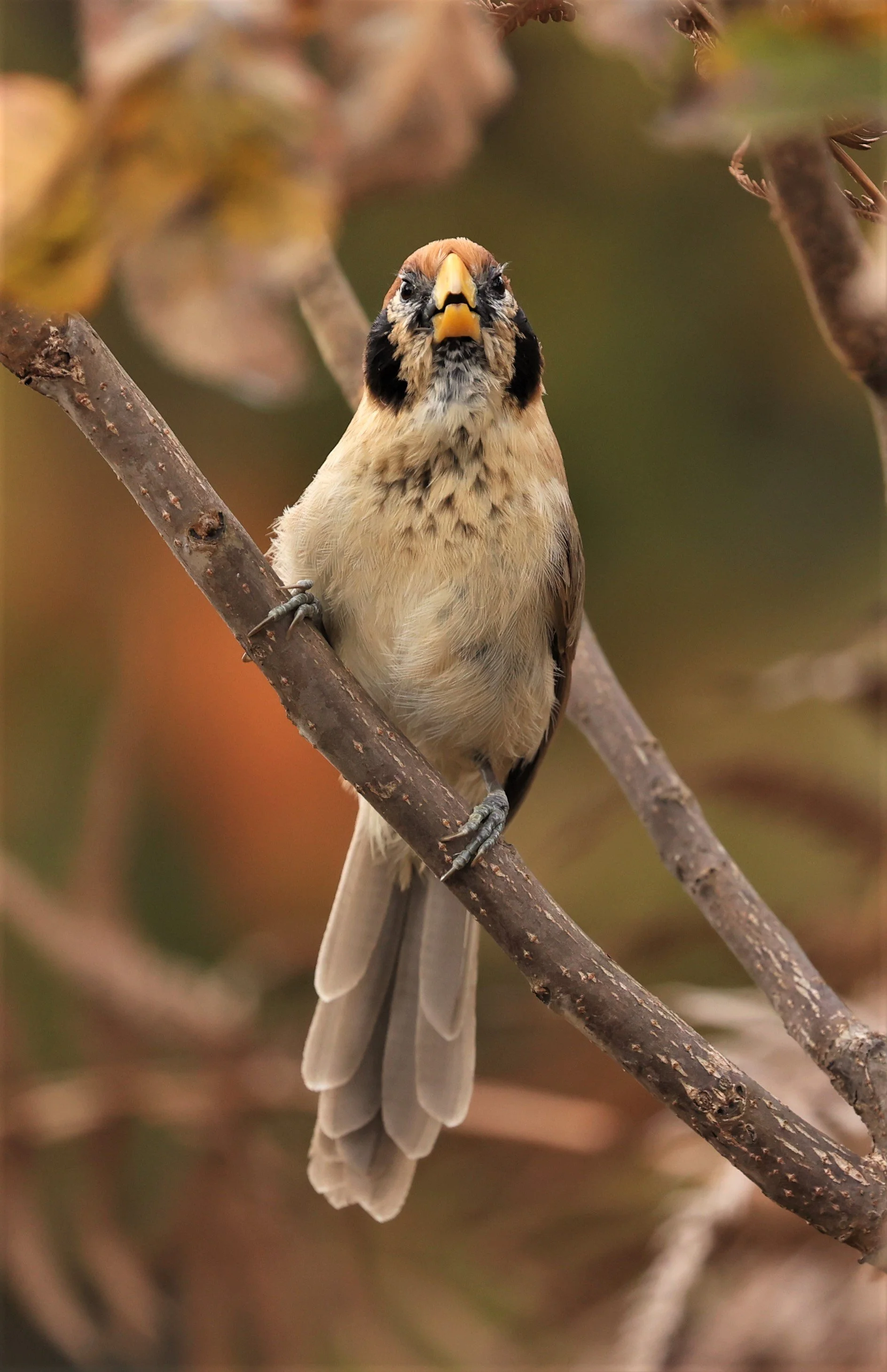 PARROTBILL - SPOT-BREASTED PARROTBILL - Paradoxornis guttaticollis - DOI LANG WEST, DOI PHA HOM POK NP, CHIANG MAI DEC 2021 (21).jpg