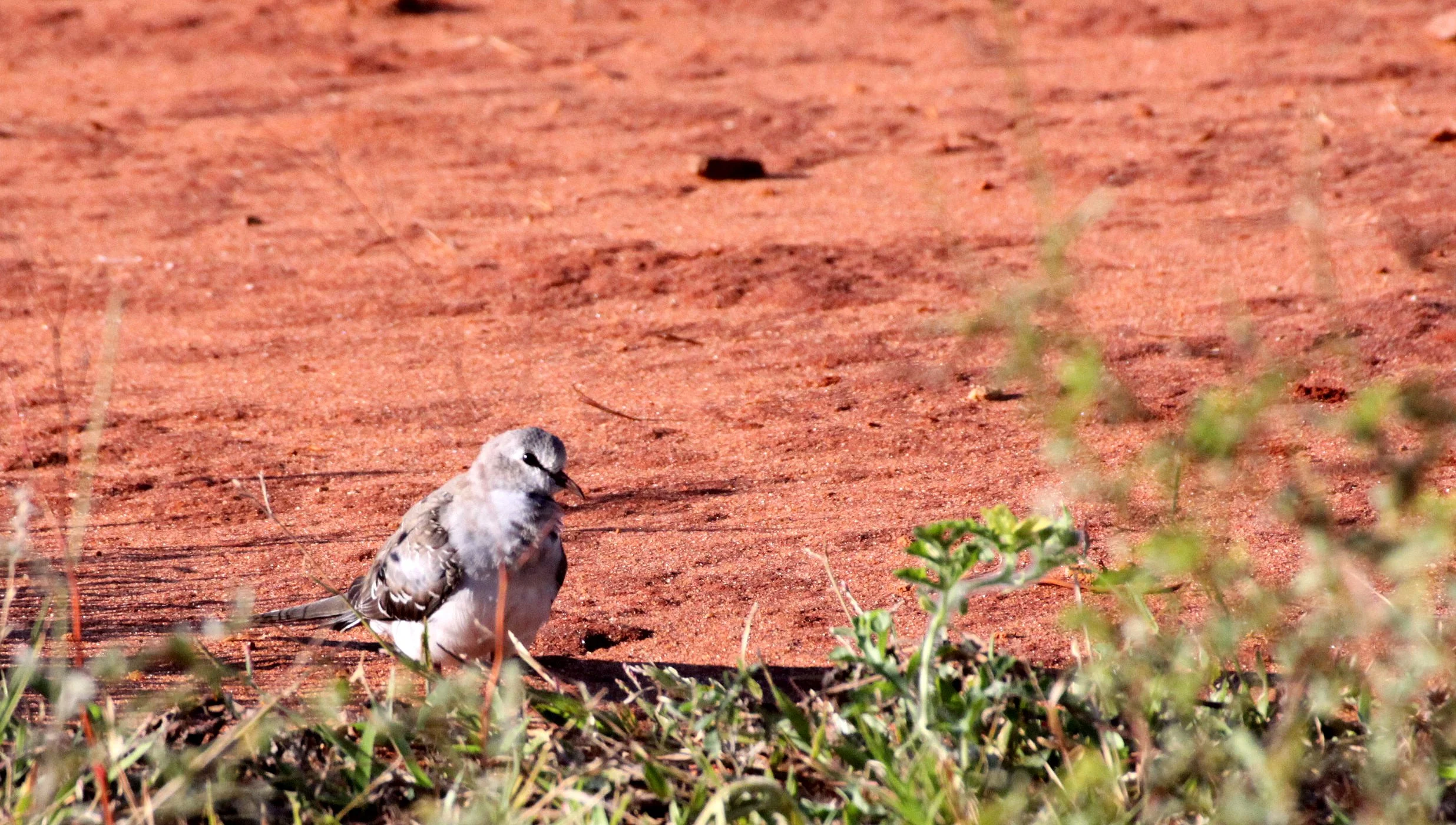 Namaqua Dove (Oena capensis) Berenty Reserve Madagascar (1).JPG
