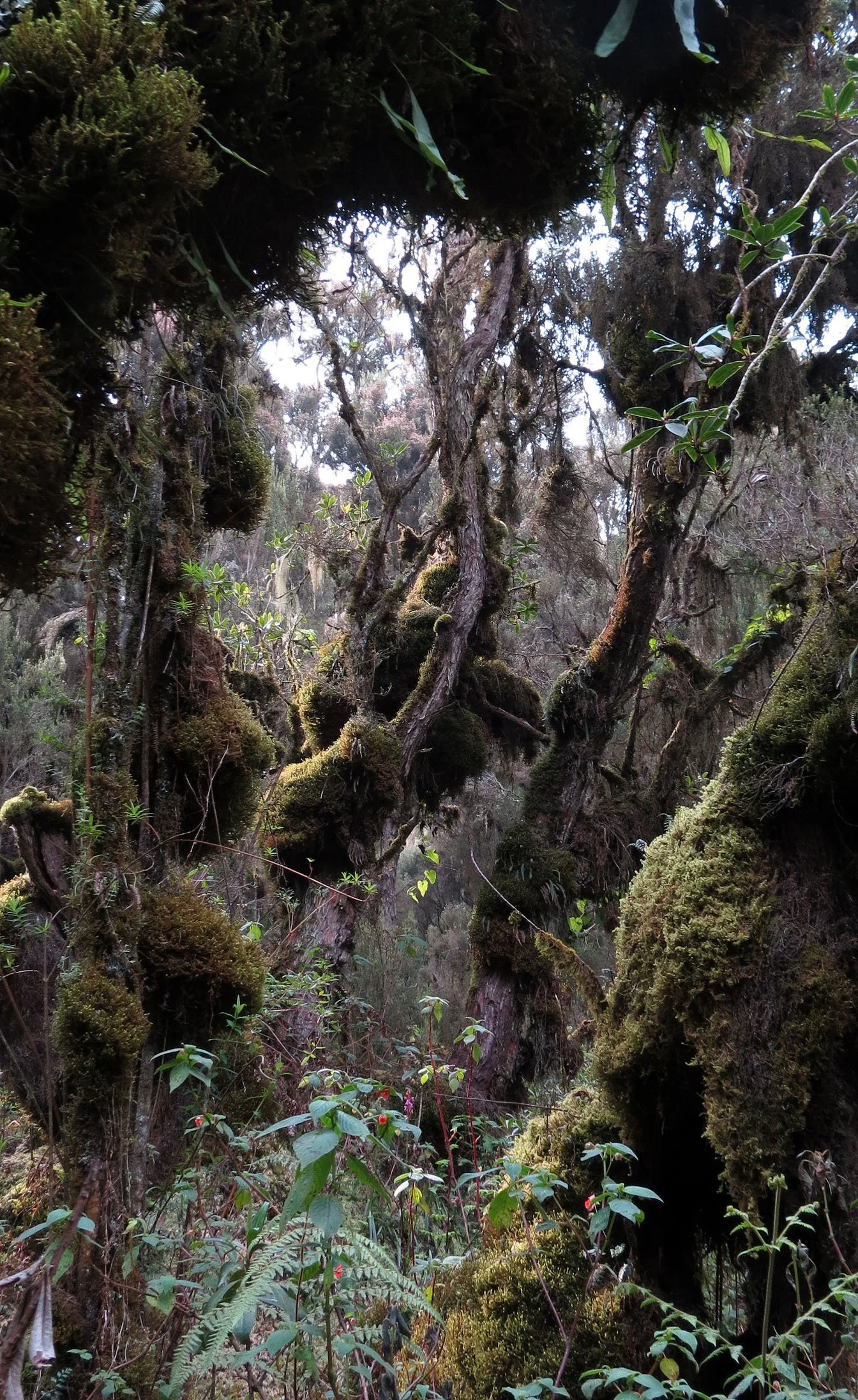 RWENZORI NATIONAL PARK UGANDA (154).JPG