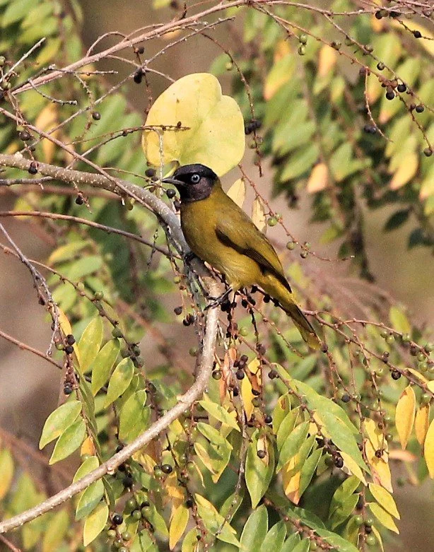 BULBUL - BLACK HEADED BULBUL - Pycnonotus atriceps - KAENG KRACHAN NP (7).jpg