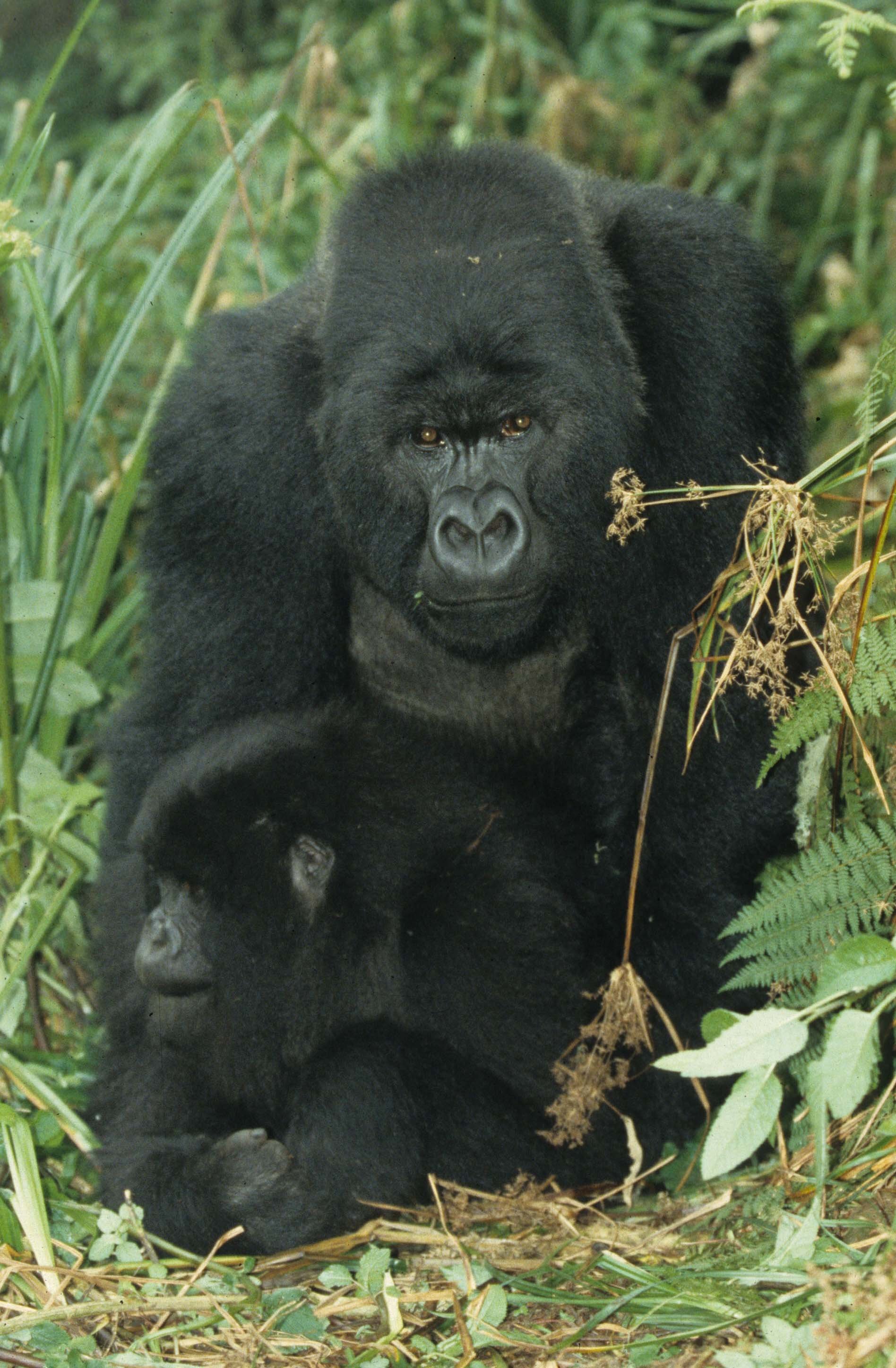 PRIMATE - GORILLA-RWANDA PARC DU VULCANS (35).jpg