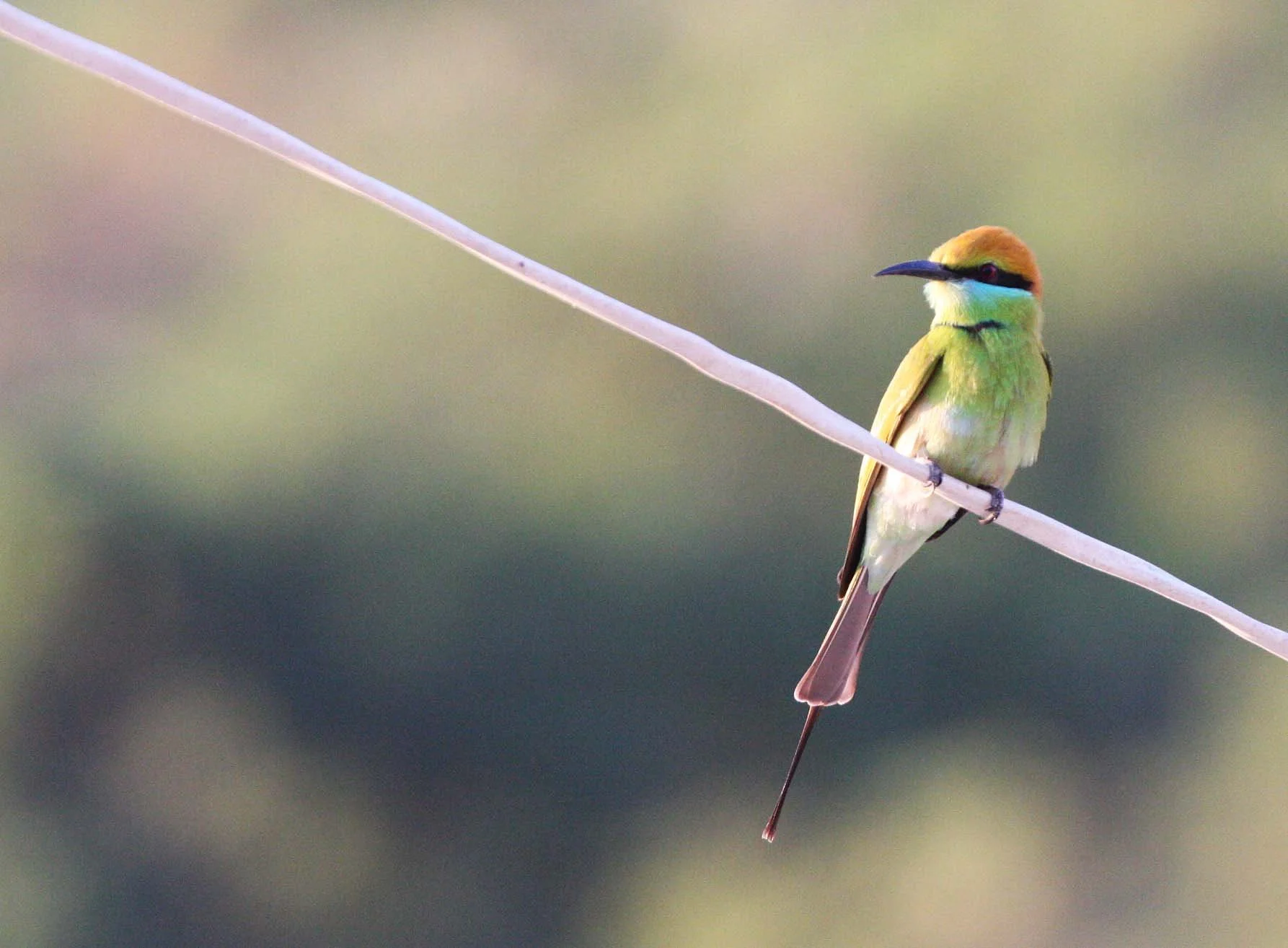 BEE-EATER - GREEN BEE-EATER - Merops orientalis - KHAO SAM ROI YOT THAILAND (20).JPG