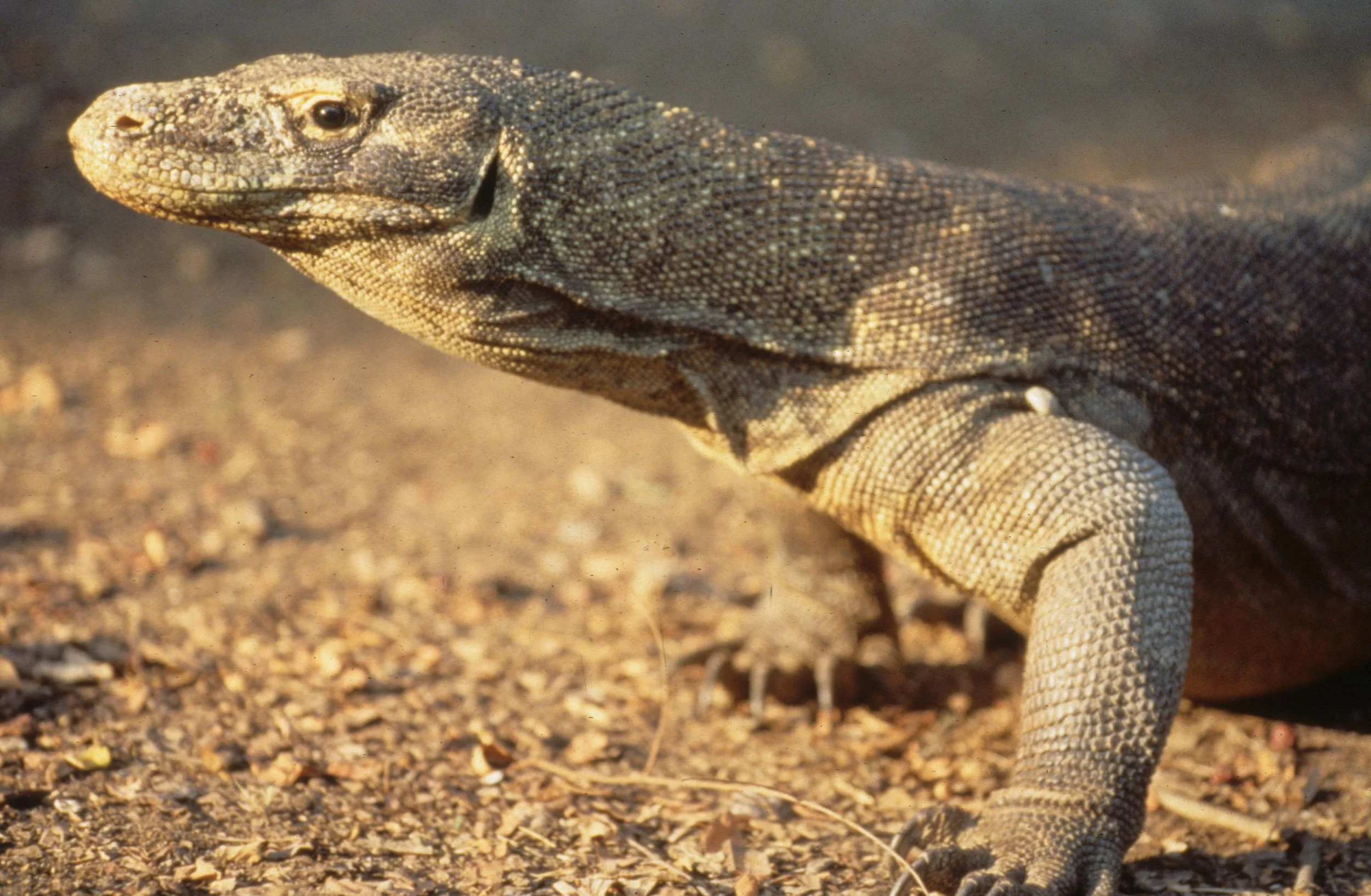 REPTILE - MONITOR LIZARD - KOMODO - DRAGON (3).jpg