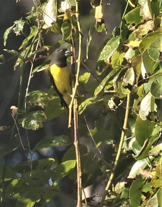 Spot-winged Grosbeak (Mycerobas melanozanthos) Fang Hotsprings Chiang Mai Thailand (30).jpg