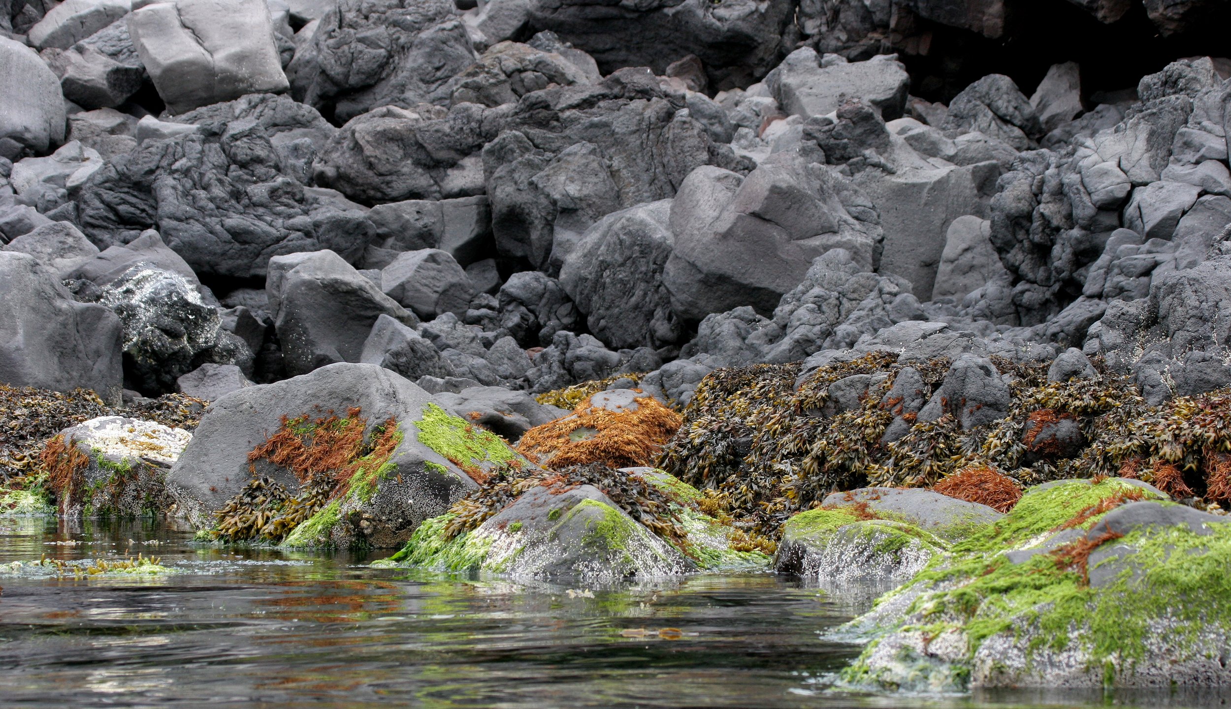 KURIL ISLANDS - FLORA  (25).jpg