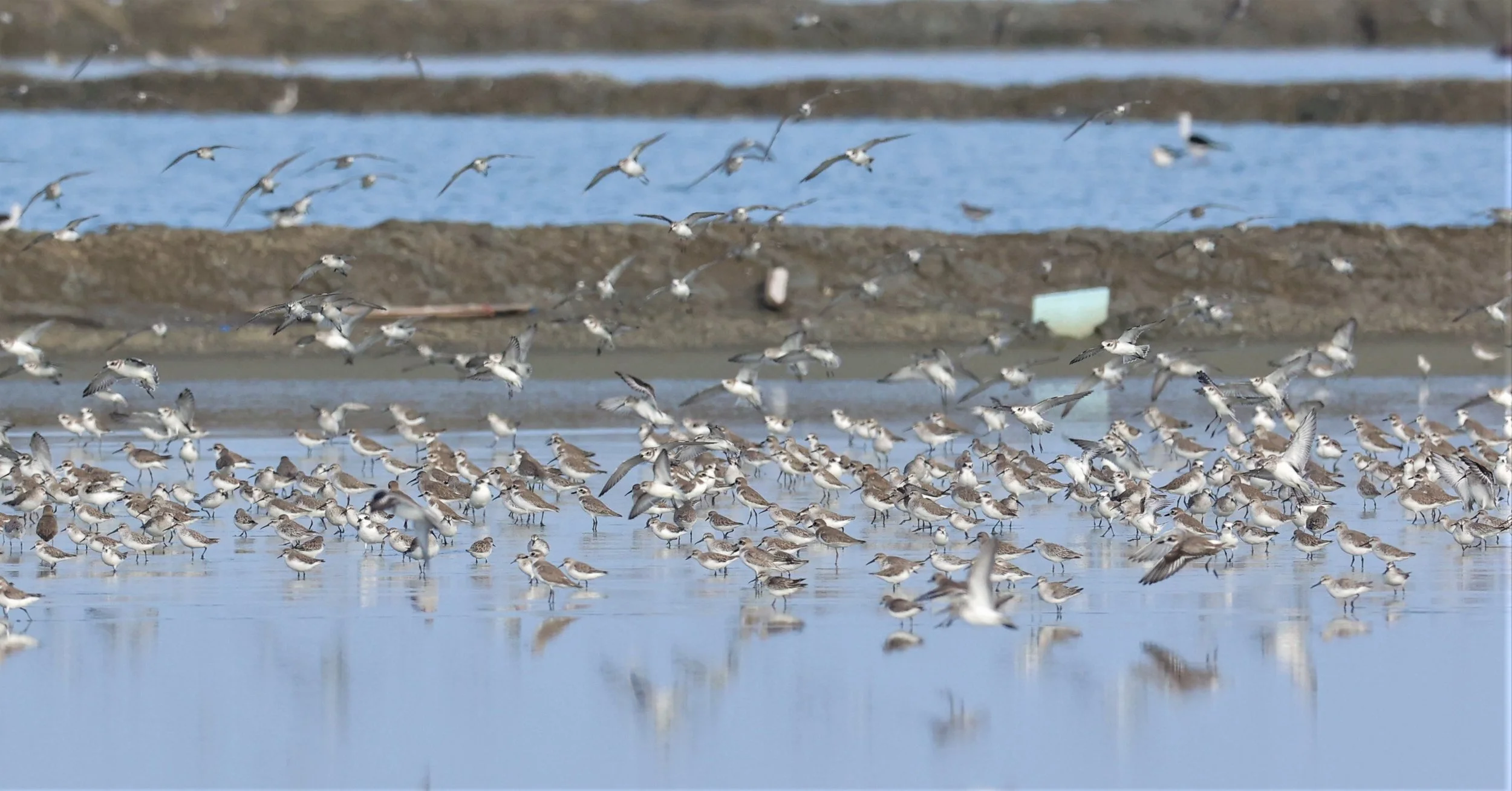 PLOVER - GREATER SAND-PLOVER - Charadrius leschenaultii - LESSER SP, CURLEW, BROADBILL SP PAK THALE OCTOBER 2 (18).jpg