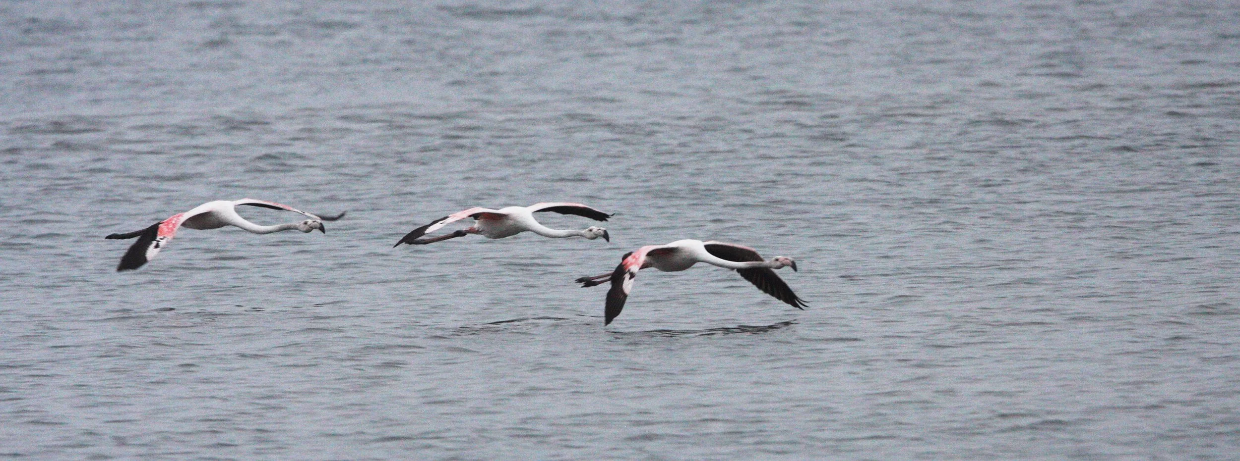 Phoenicopterus roseus - Greater Flamingo - Walvis Bay Namibia (40).JPG