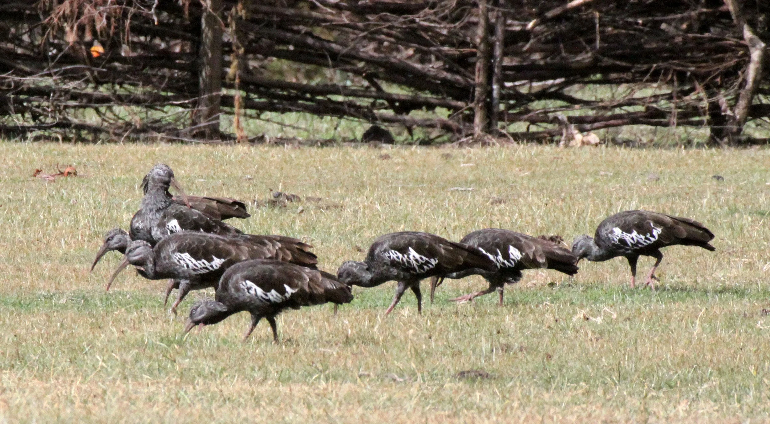 IBIS - WATTLED IBIS - Bostrychia carunculata - BALE MOUNTAINS NATIONAL PARK ETHIOPIA (6).JPG