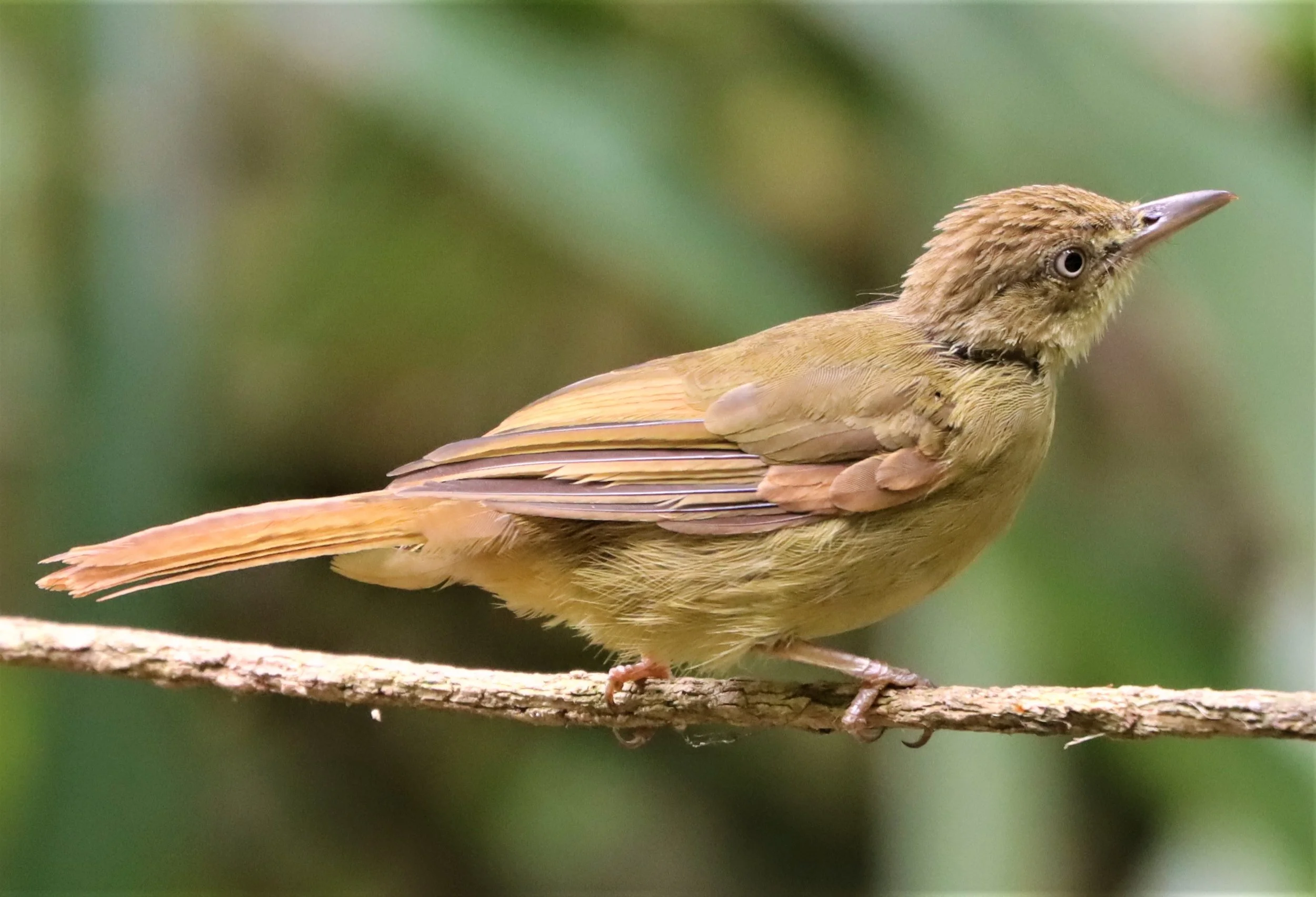 BULBUL - GREY-EYED BULBUL - Iole propinqua -  - DOI INTHANON JULY 2 2021 (16).jpg