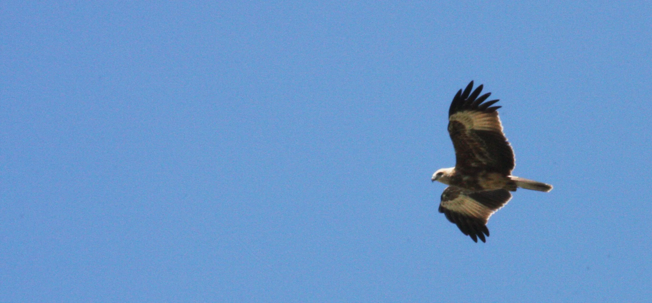 KITE - BRAHMINY KIT - Haliastur indus - NST THAILAND (2).JPG