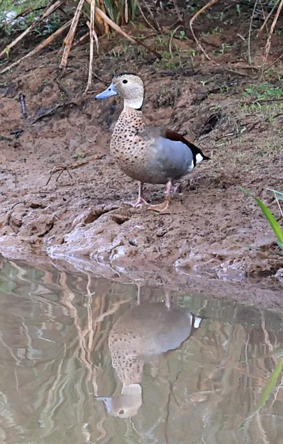 Ringed Teal (Callonetta leucophrys) Hotel Iparoma Campestre Paraguay (23).jpg