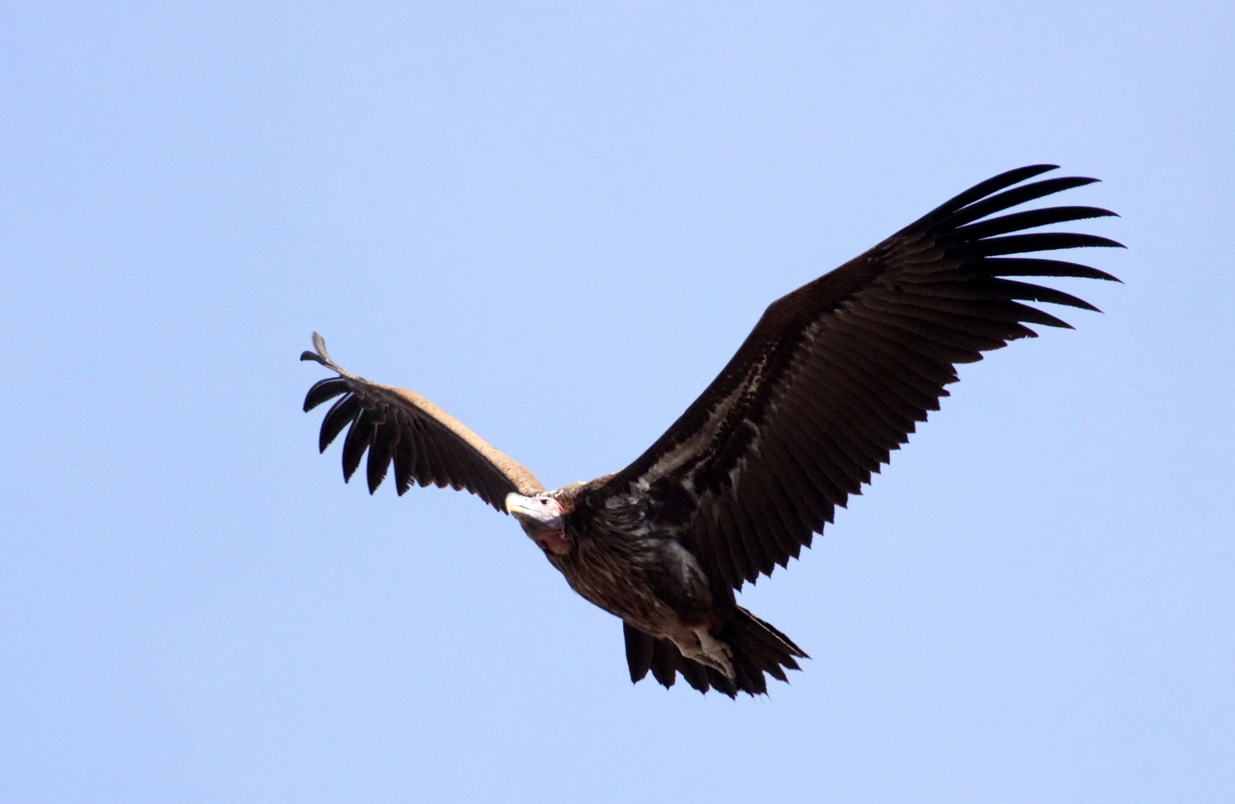 Torgos tracheliotos - LAPPET-FACED (NUBIAN) VULTURE - CHOBE NATIONAL PARK BOTSWANA (3).JPG