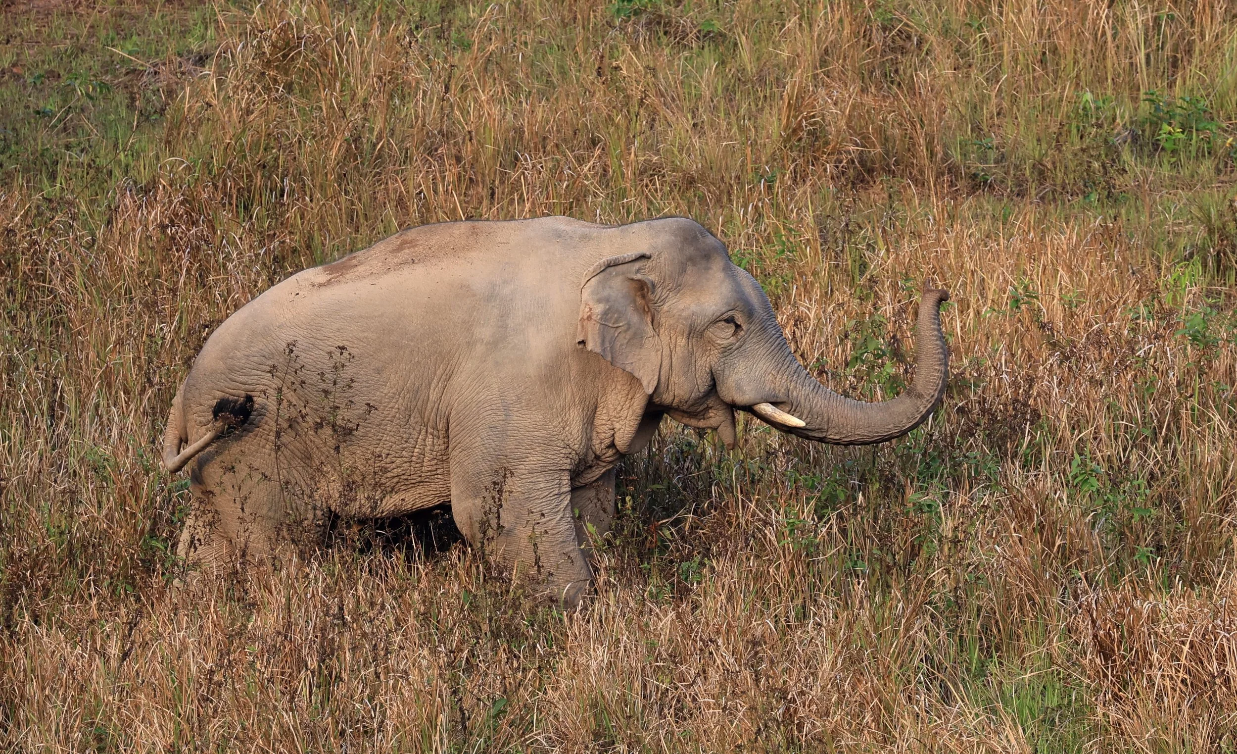 Asian Elephant (Elephas maximus) Khao Yai National Park, Thailand (109).jpg