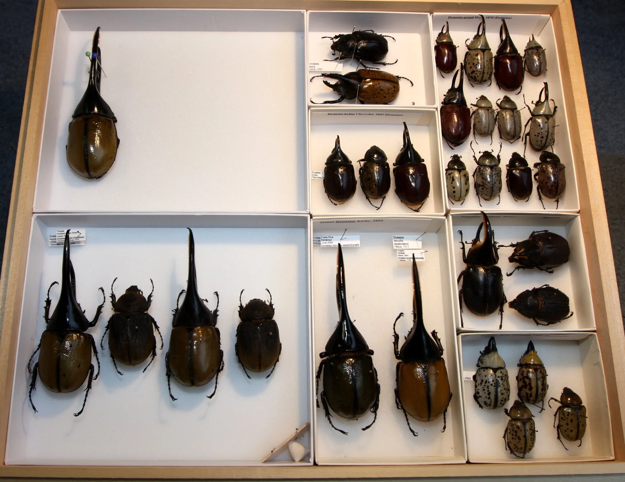 Dynastinae Dynastes.JPG