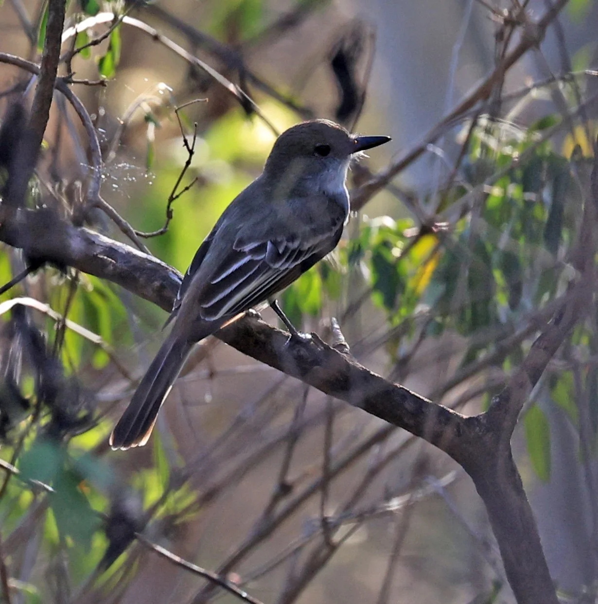 Brown-crested Flycatcher (Myiarchus tyrannulus) Agua Dulce Paraguay (6).jpg
