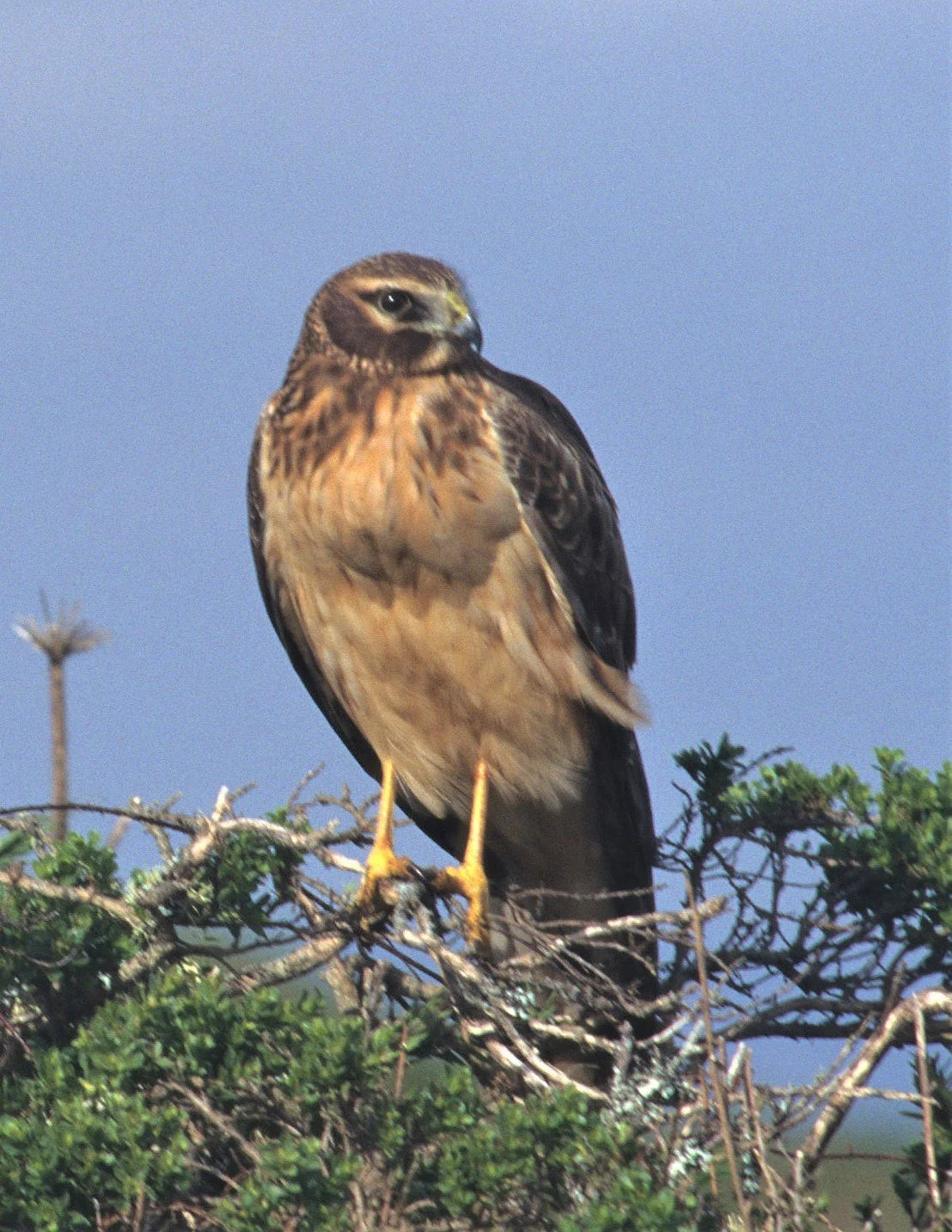 Buteo jamaicensis - RED-TAILED HAWK - POINT REYES NP aa.jpg