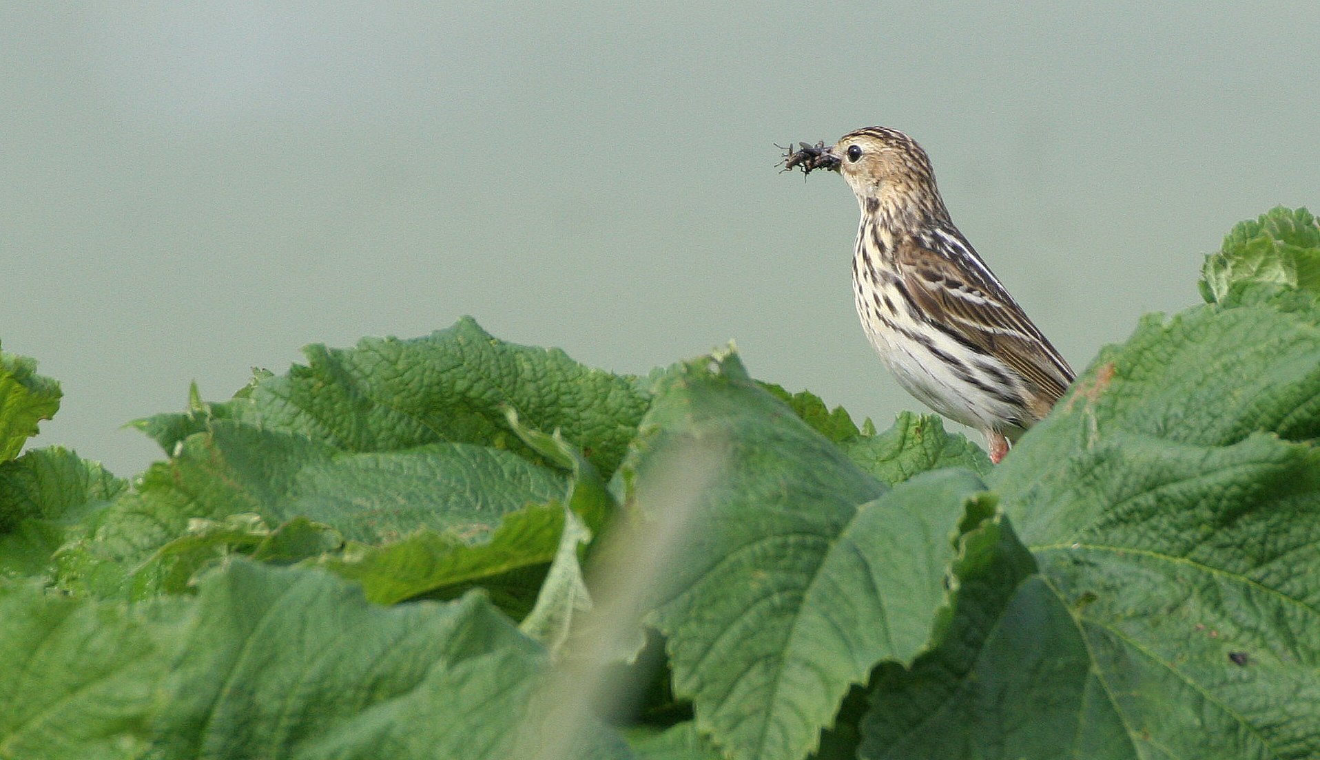 Red-throated Pipit (Anthus cervinus) COMMANDER ISLANDS Russia (8).jpg