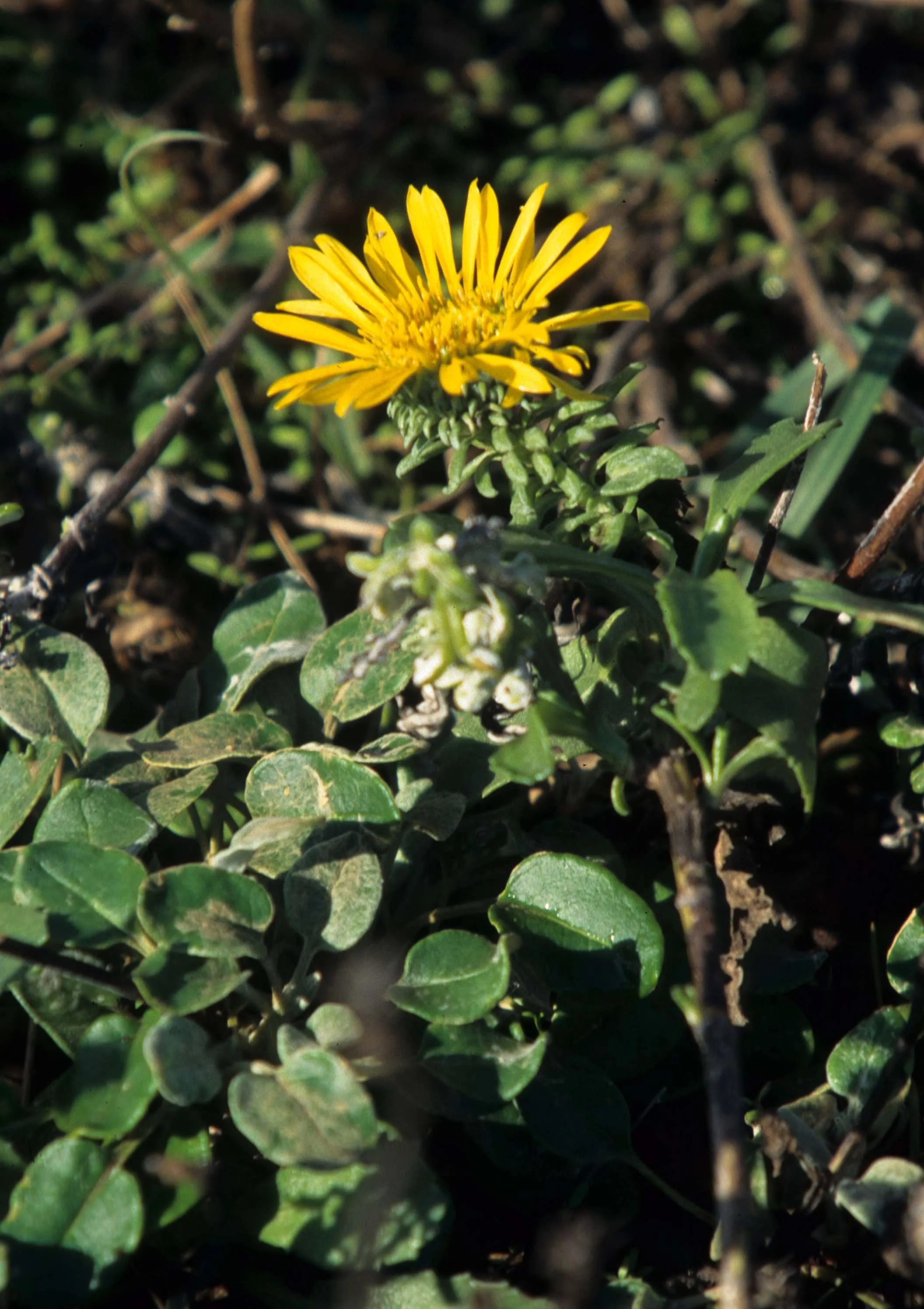 CALIFORNIA - BODEGA BAY - ASTERACEAE SPECIES.jpg