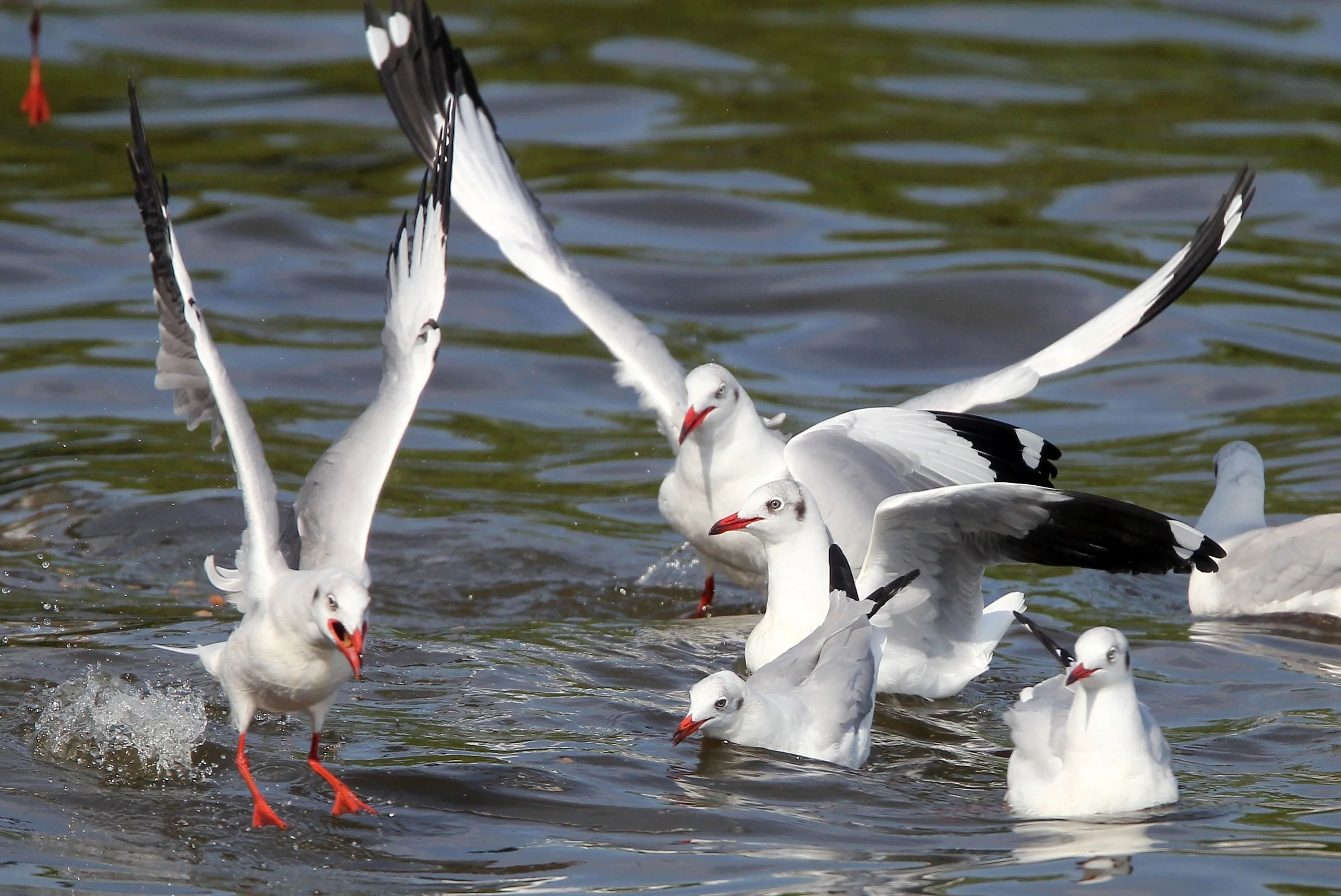 GULL - BROWN HEADED GULL - Larus brunnicephalus - BANG PU NATURE RESERVE THAILAND (73).JPG