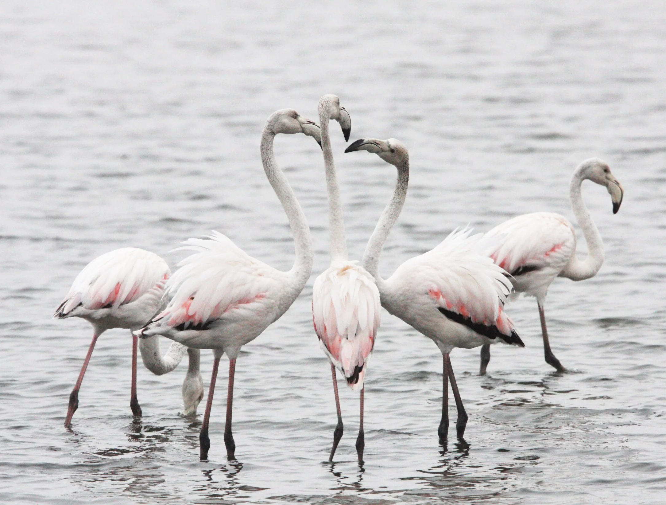 Phoenicopterus roseus - Greater Flamingo - Walvis Bay Namibia (33).JPG