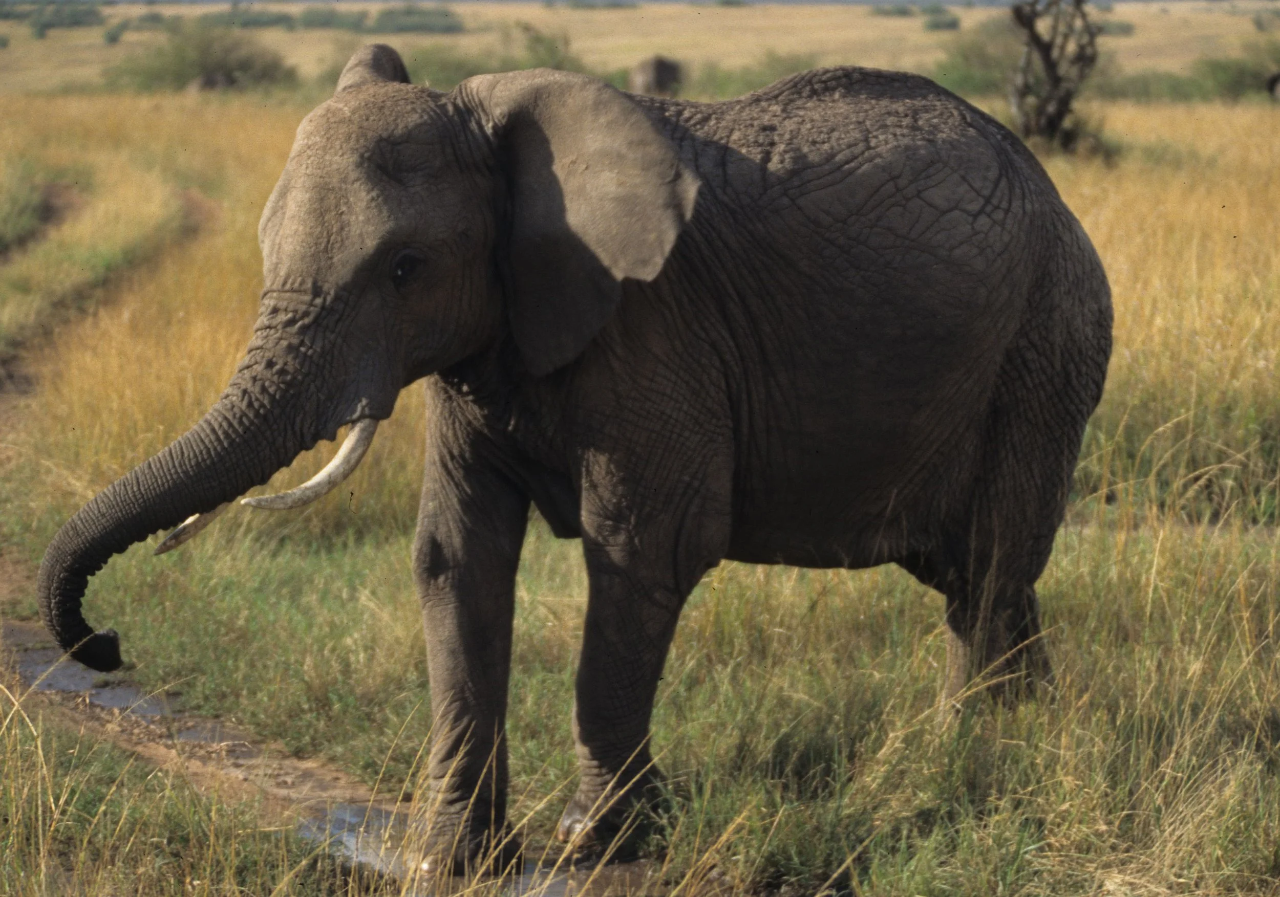ELEPHANT - SERENGETI 46.jpg