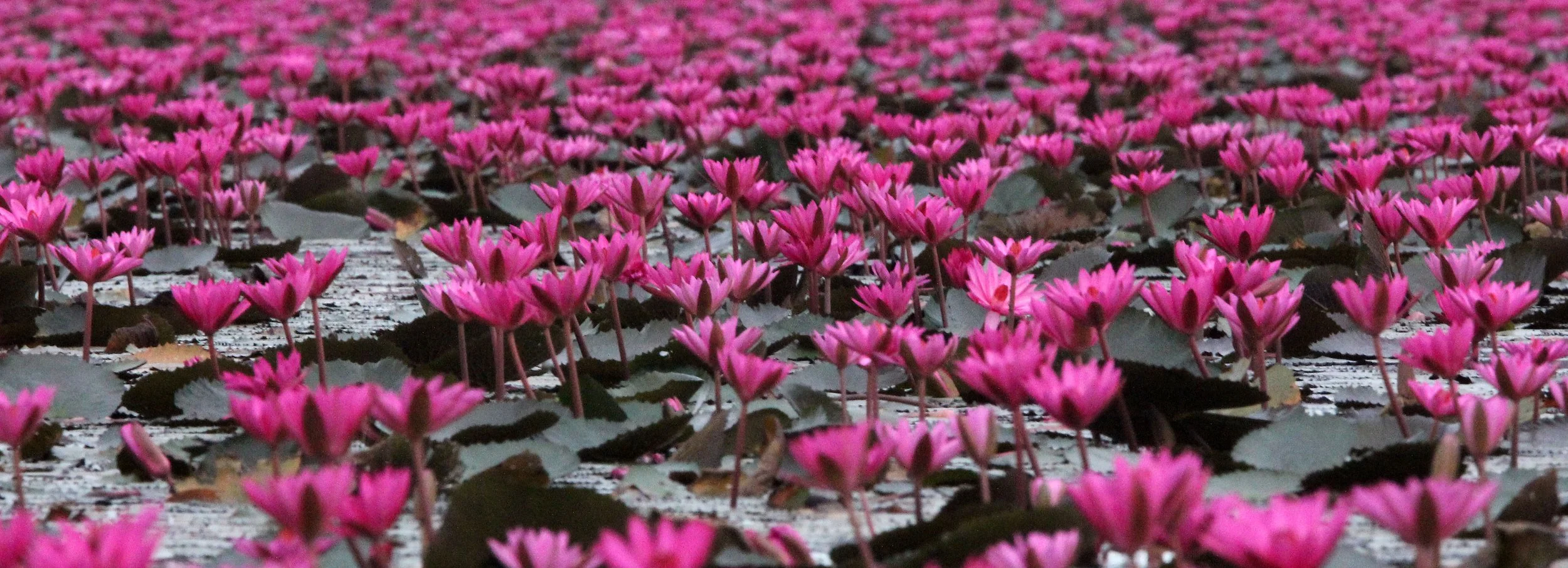 2018 Red Lotus Sea Wetlands Udon Thani Road Trip (71).JPG