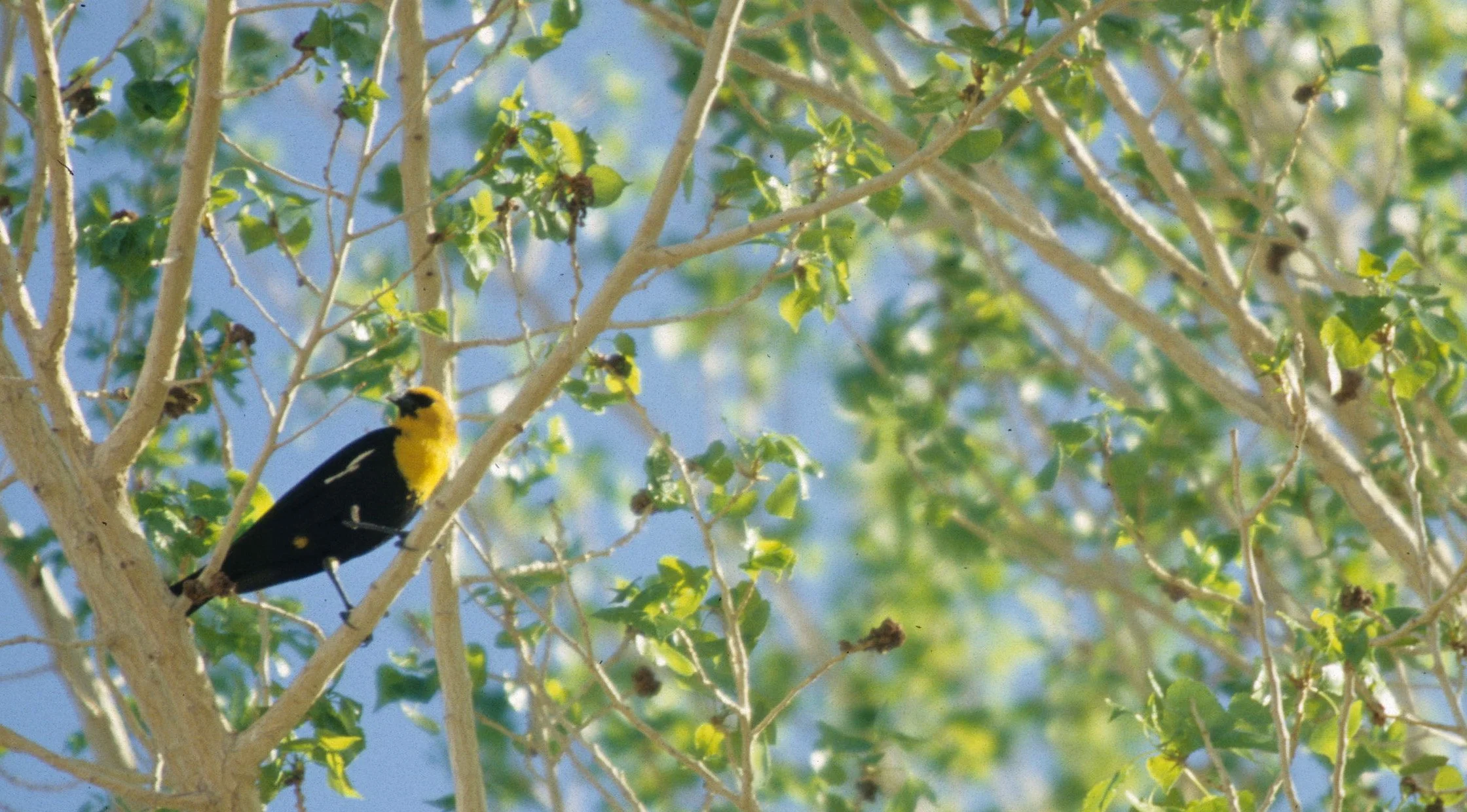 Yellow-headed Blackbird (Xanthocephalus xanthocephalus) Owen's Valley California (3).jpg