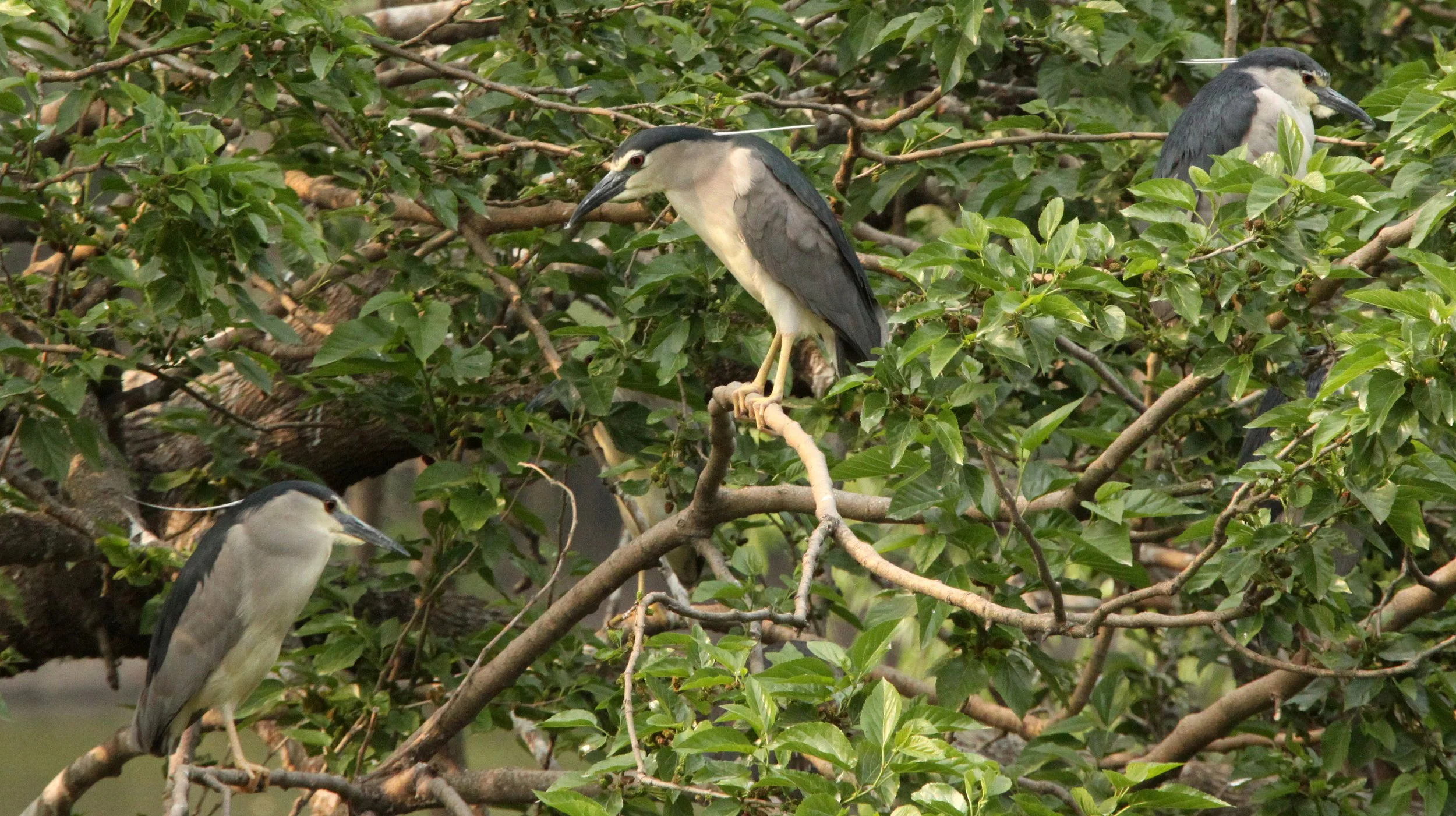 HERON - BLACK-CROWNED NIGHT HERON - Nycticorax nycticorax - SHANGHAI ZOO WILD NOT CAPTIVE (12).JPG