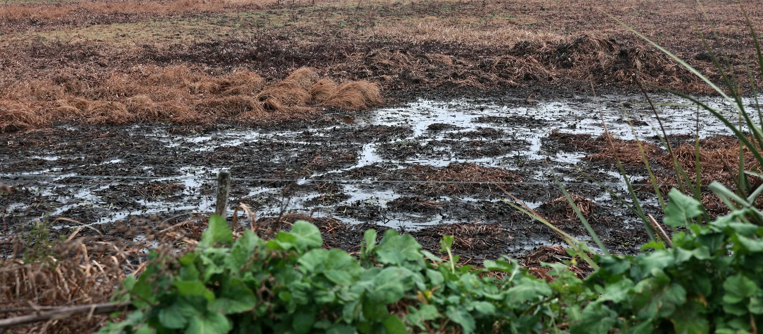 I am thinking this image has trails formed by Capybara and or Coypu.