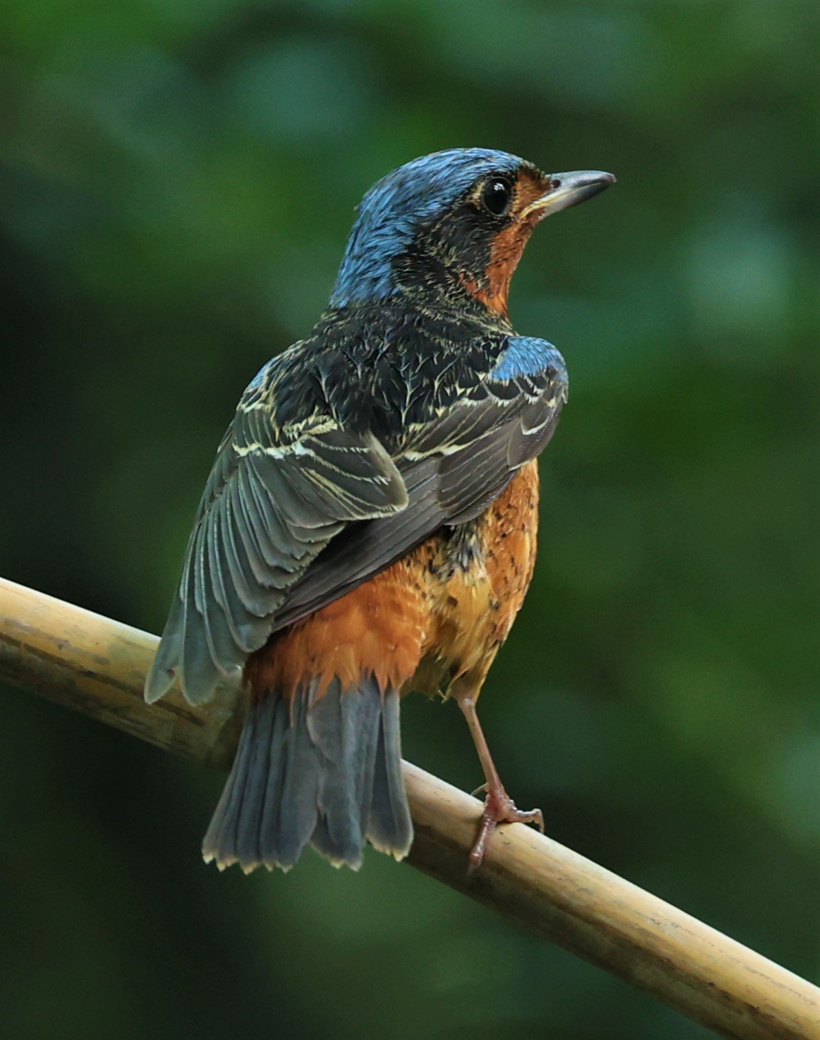 ROCK-THRUSH - WHITE-THROATED ROCK-THRUSH - Monticola gularis - WAT THAM PRATHUM CHONBURI March 2022 (93).jpg