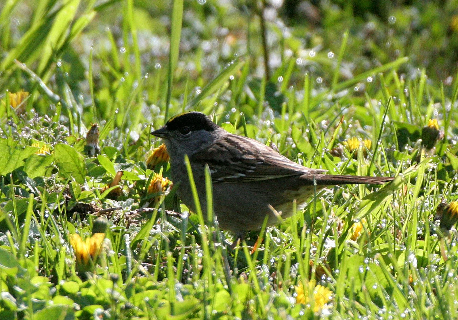 Gold-crowned Sparrow ((Zonotrichia atricapilla) Lake Farm Woods Washington (10).JPG