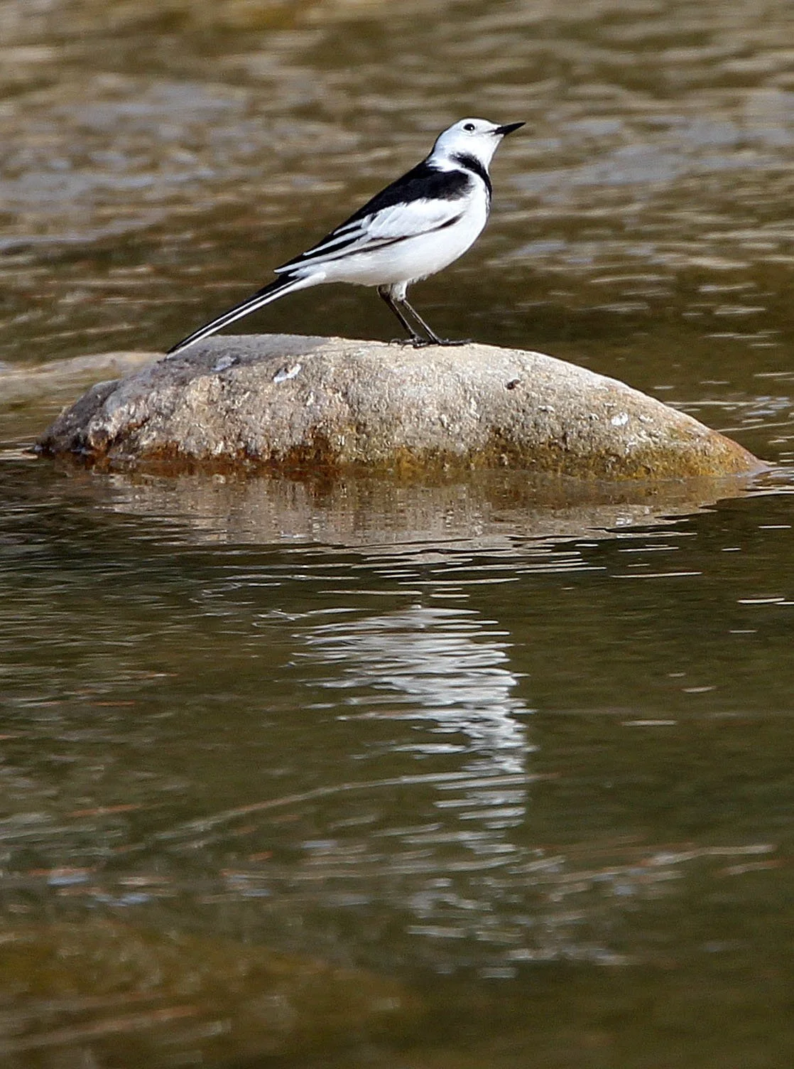 WHITE WAGTAIL - FOPING CITY SHAANXI CHINA (8).JPG