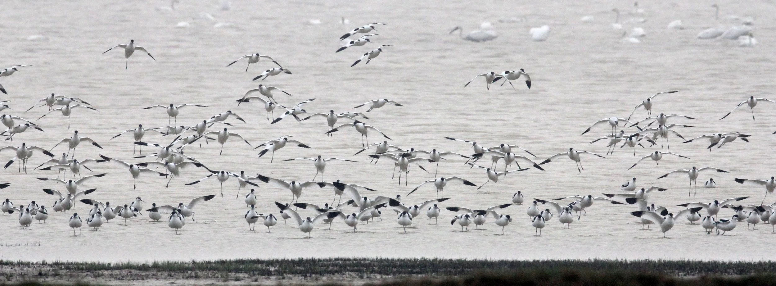 BIRD - AVOCET - PIED AVOCET - POYANG LAKE - CHINA - JIANGXI PROVINCE (71).JPG