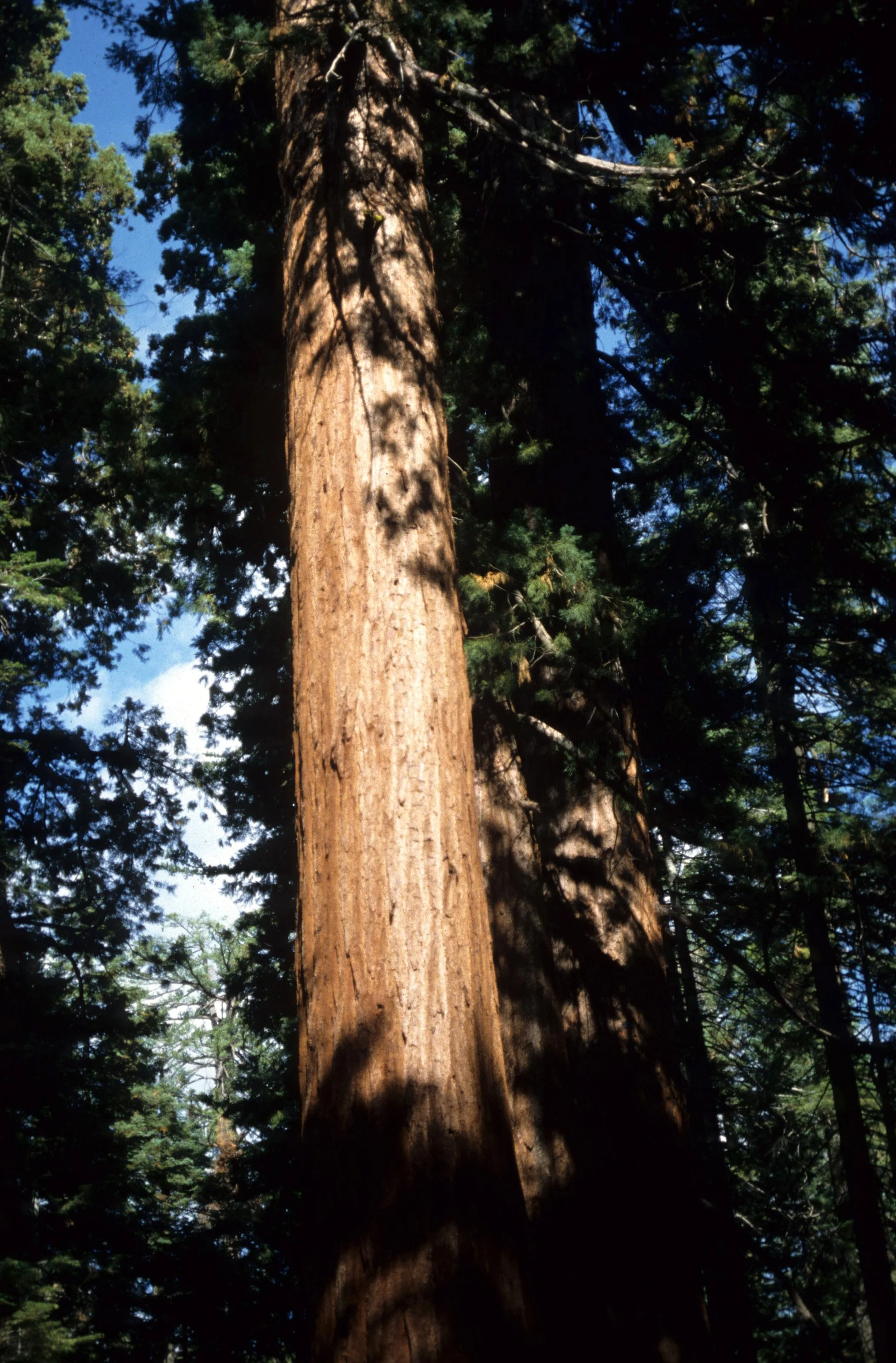 CALIFORNIA - REDWOODS NP - FOREST GIANTS.jpg