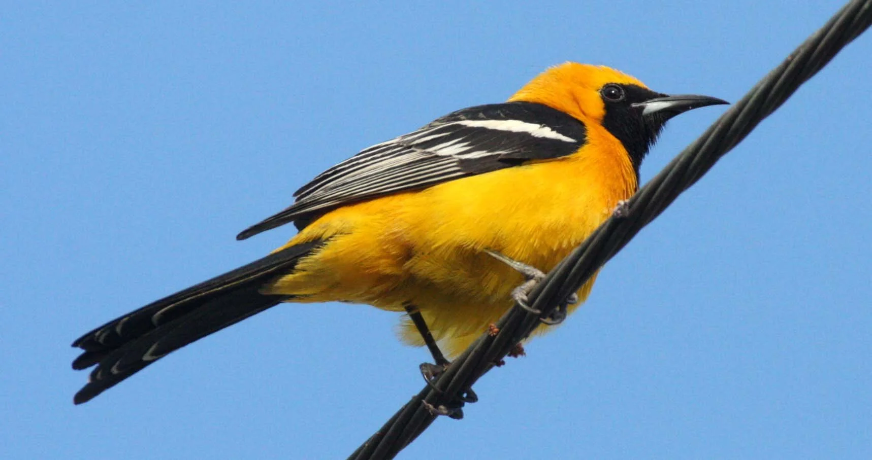 Hooded Oriole (Icterus cucullatus) Loreto Baja Mexico (16).JPG