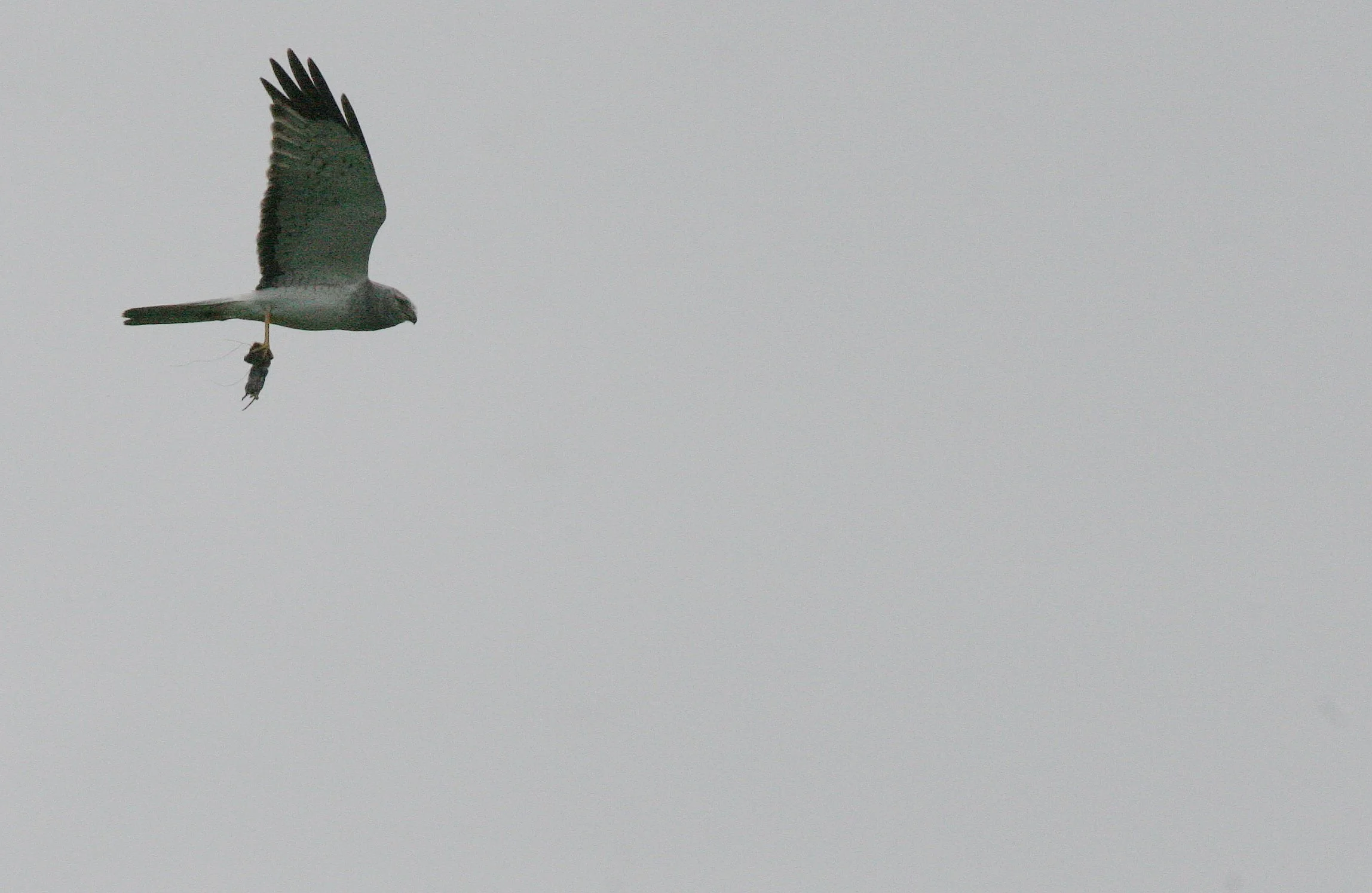 BIRD - HAWK - NORTHERN HARRIER - JAMESTOWN WASHINGTON (5).JPG
